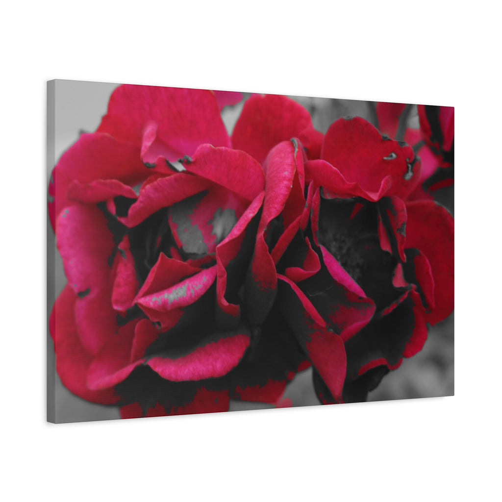 Red Rose Close-Up Matte Canvas Wall Art – Romantic Floral Stretched Canvas