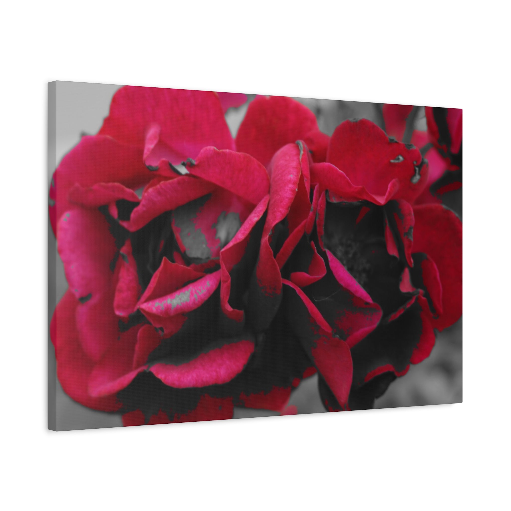 Red Rose Close-Up Matte Canvas Wall Art – Romantic Floral Stretched Canvas
