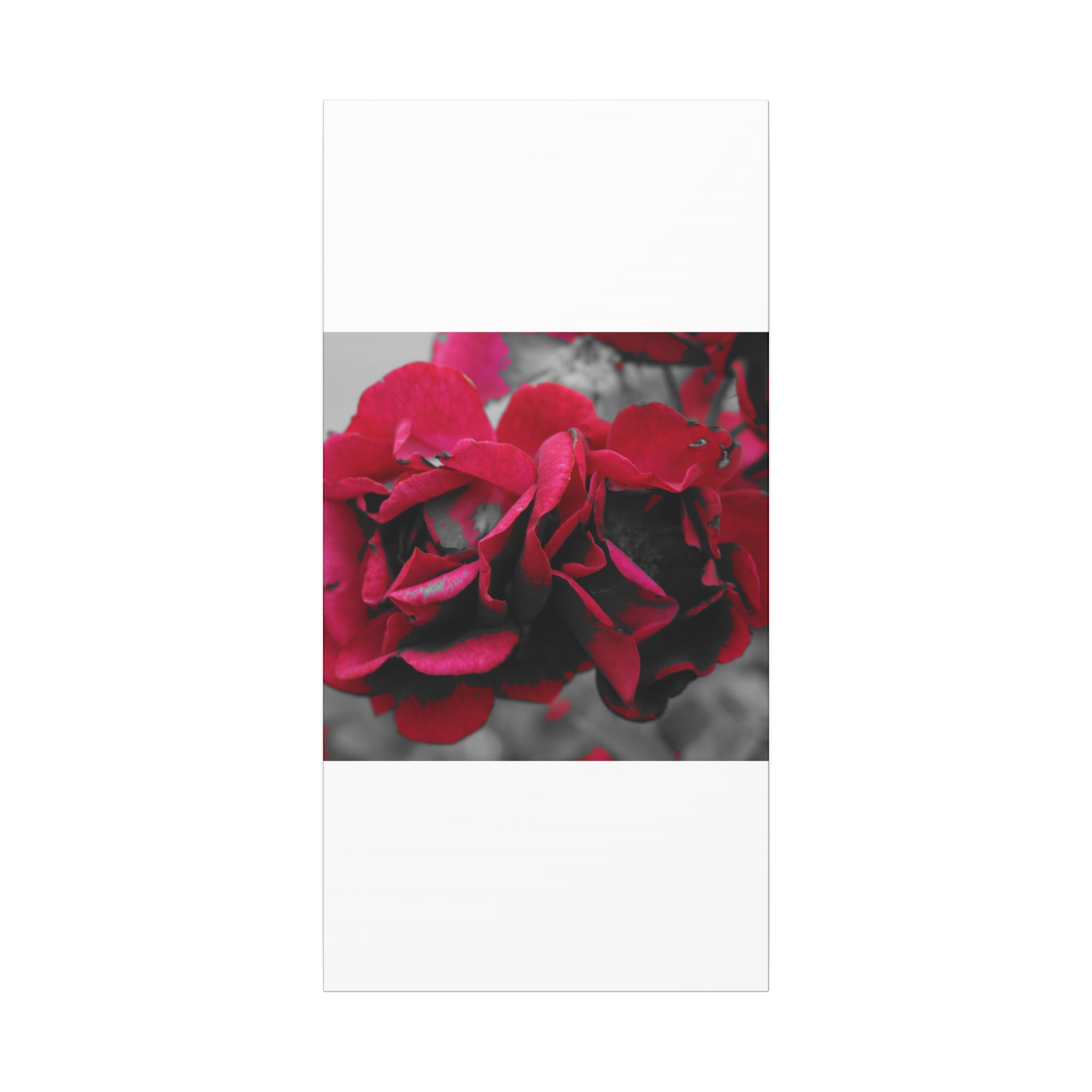 Red Rose Close-Up Matte Canvas Wall Art – Romantic Floral Stretched Canvas