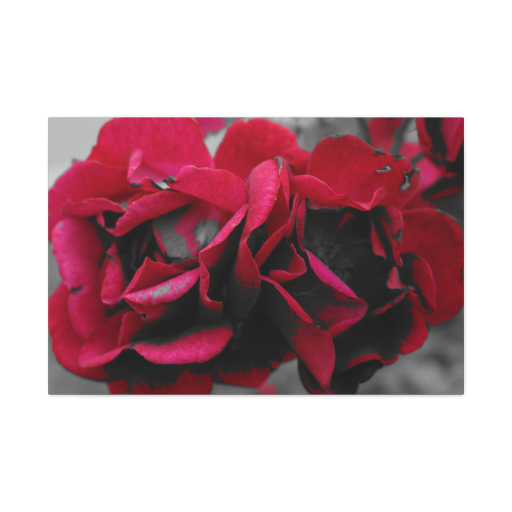 Red Rose Close-Up Matte Canvas Wall Art – Romantic Floral Stretched Canvas