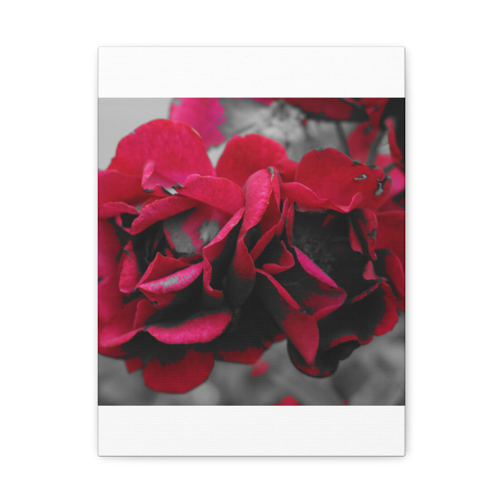 Red Rose Close-Up Matte Canvas Wall Art – Romantic Floral Stretched Canvas