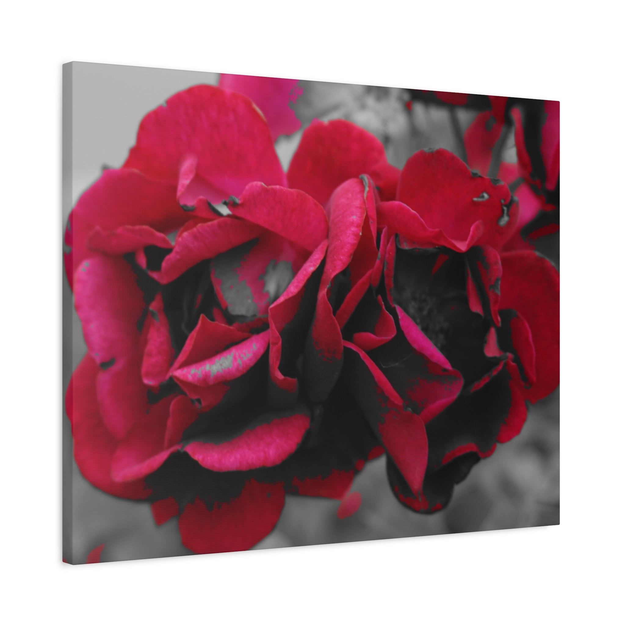 Red Rose Close-Up Matte Canvas Wall Art – Romantic Floral Stretched Canvas