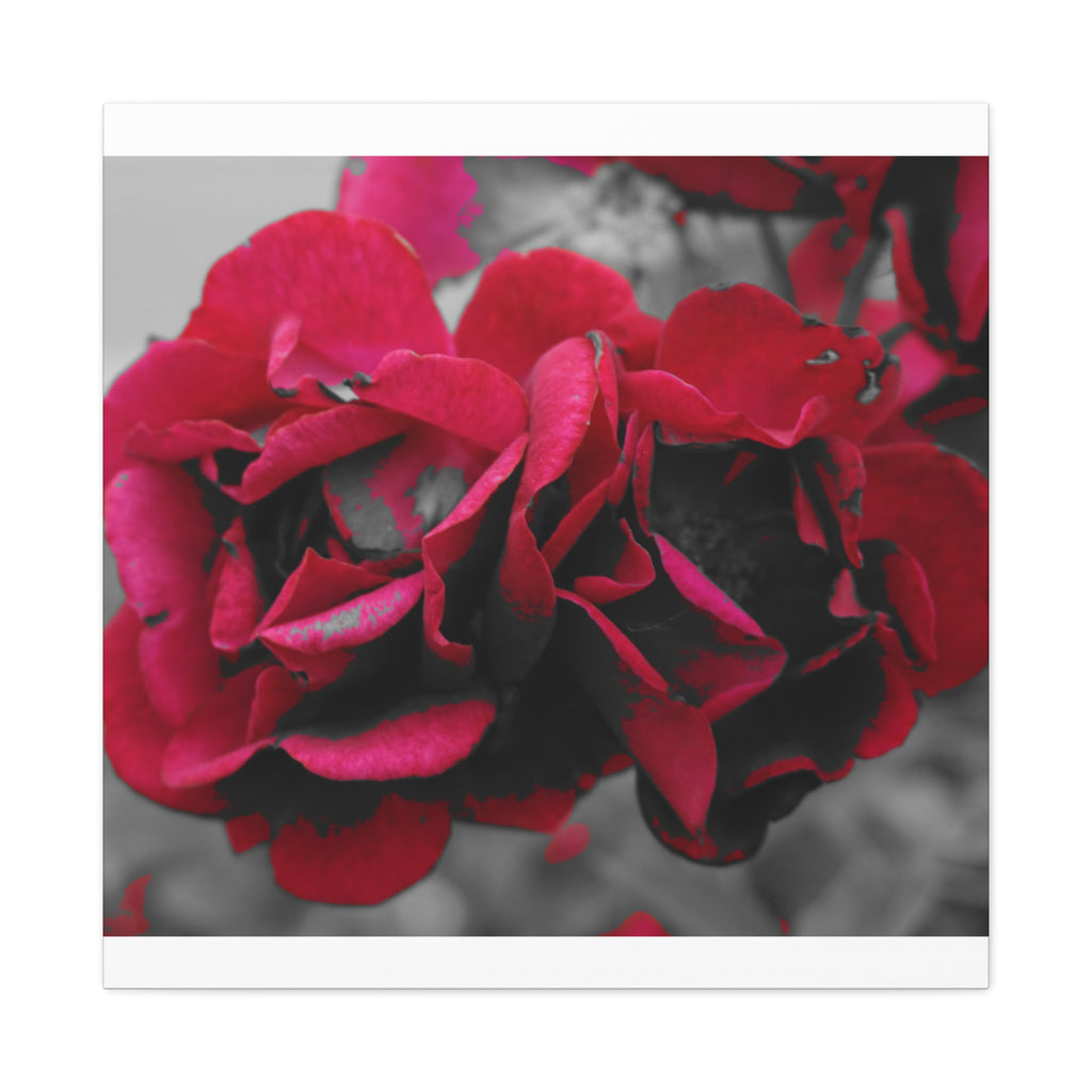 Red Rose Close-Up Matte Canvas Wall Art – Romantic Floral Stretched Canvas