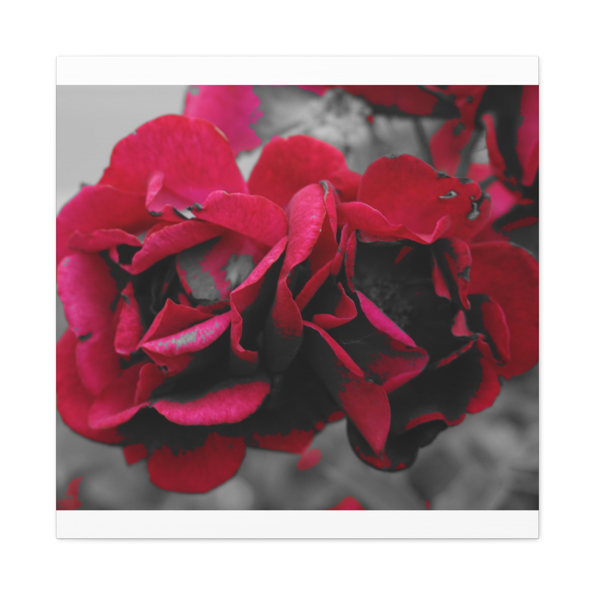 Red Rose Close-Up Matte Canvas Wall Art – Romantic Floral Stretched Canvas
