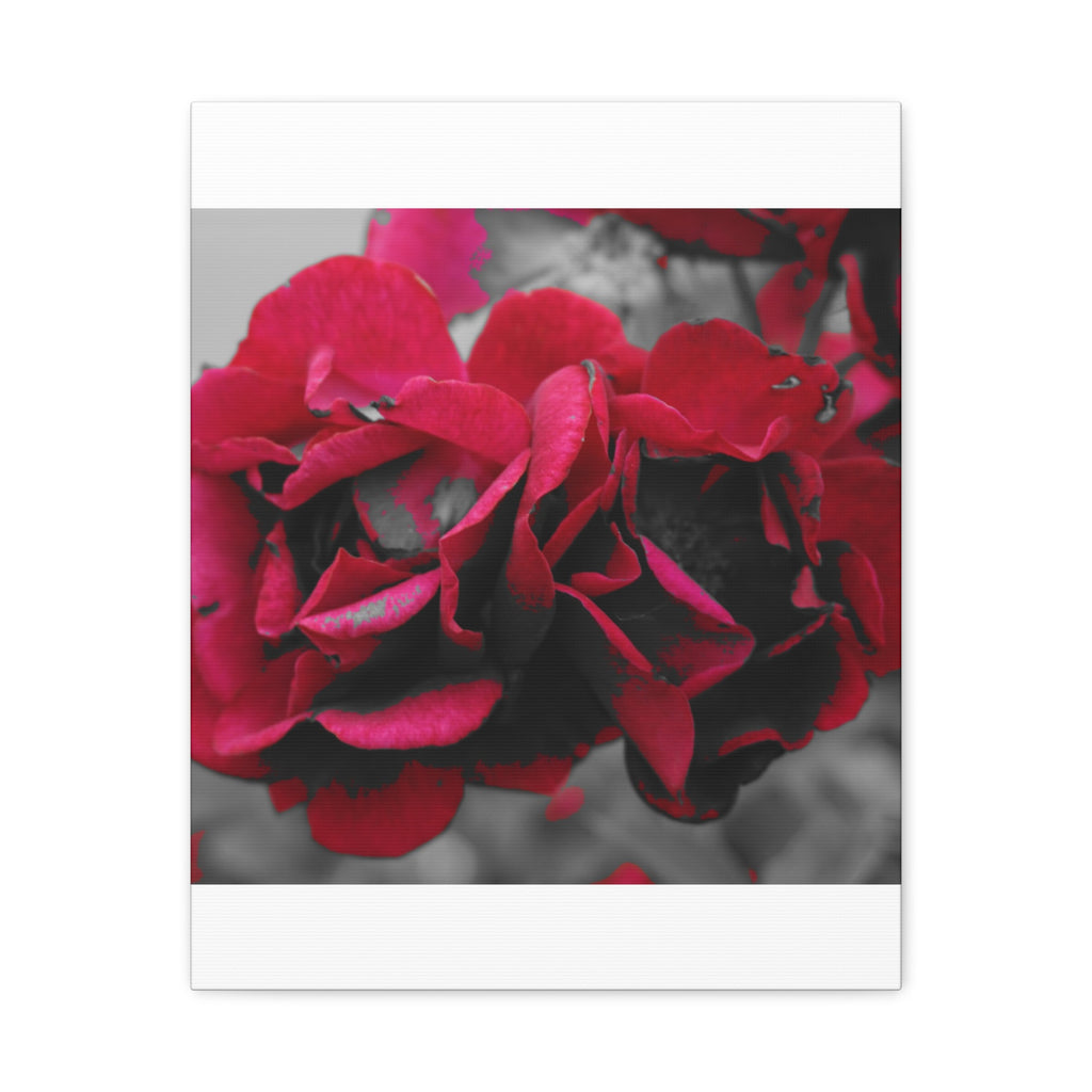 Red Rose Close-Up Matte Canvas Wall Art – Romantic Floral Stretched Canvas