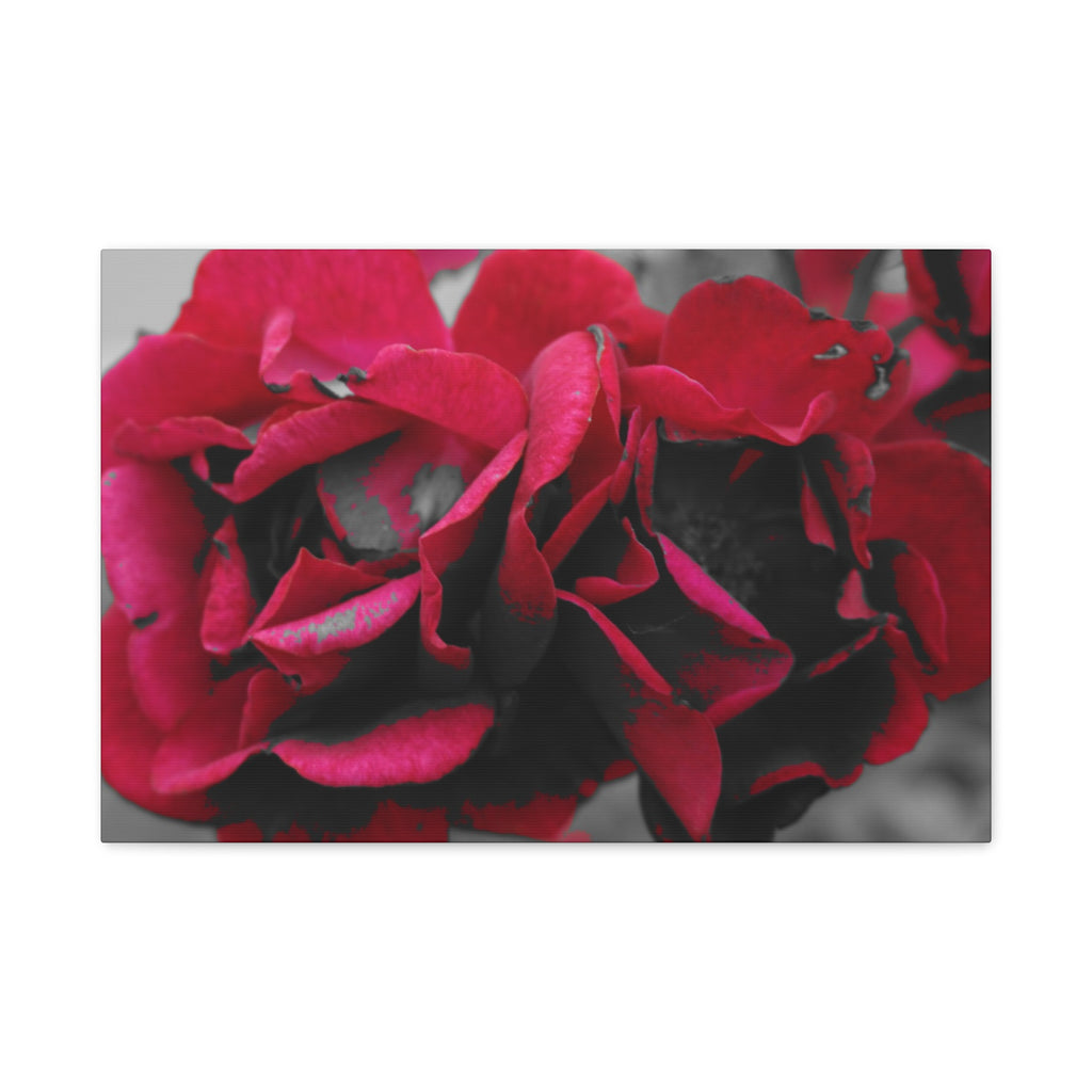 Red Rose Close-Up Matte Canvas Wall Art – Romantic Floral Stretched Canvas