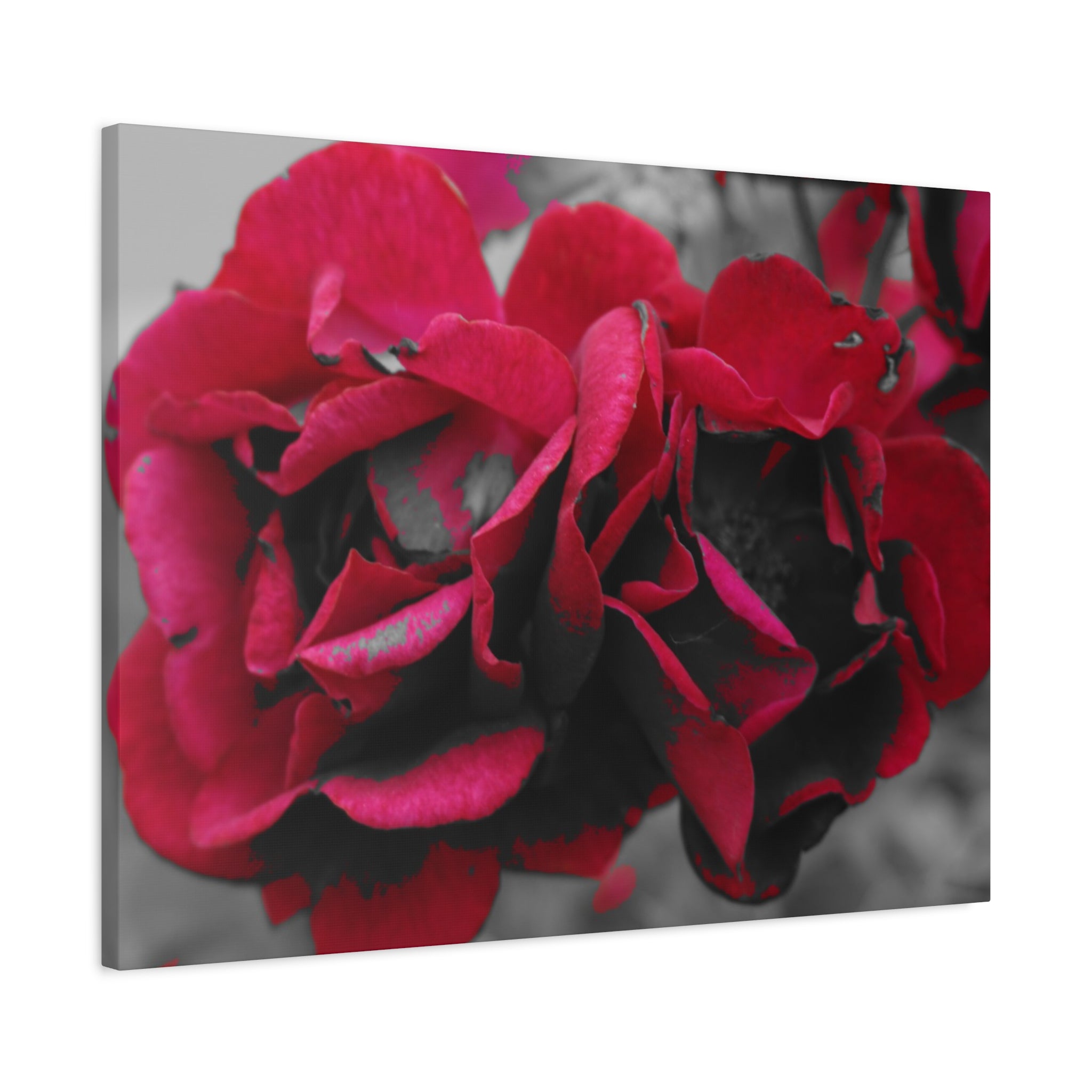 Red Rose Close-Up Matte Canvas Wall Art – Romantic Floral Stretched Canvas