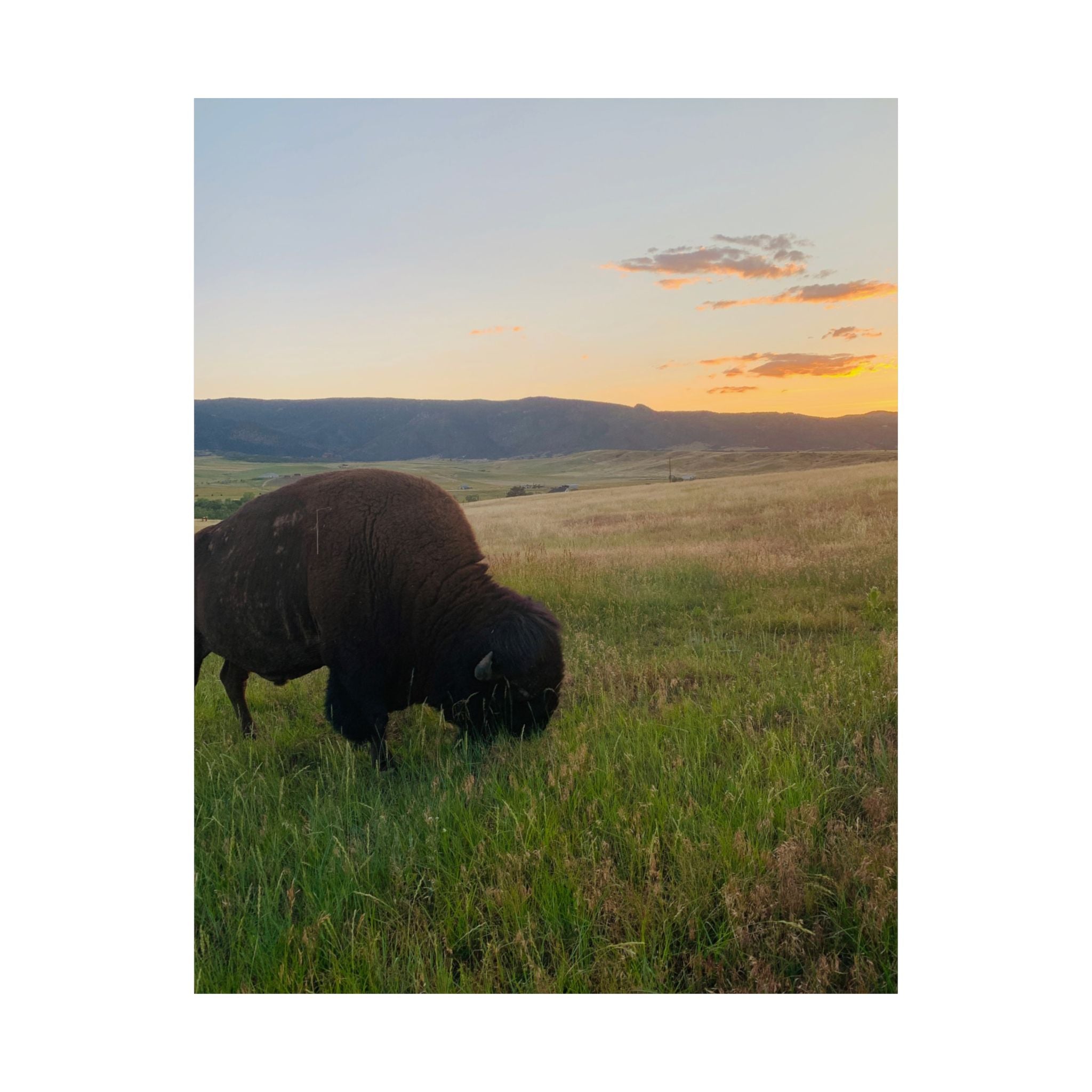 Bison at Sunset Matte Poster — Vertical Wildlife Wall Art