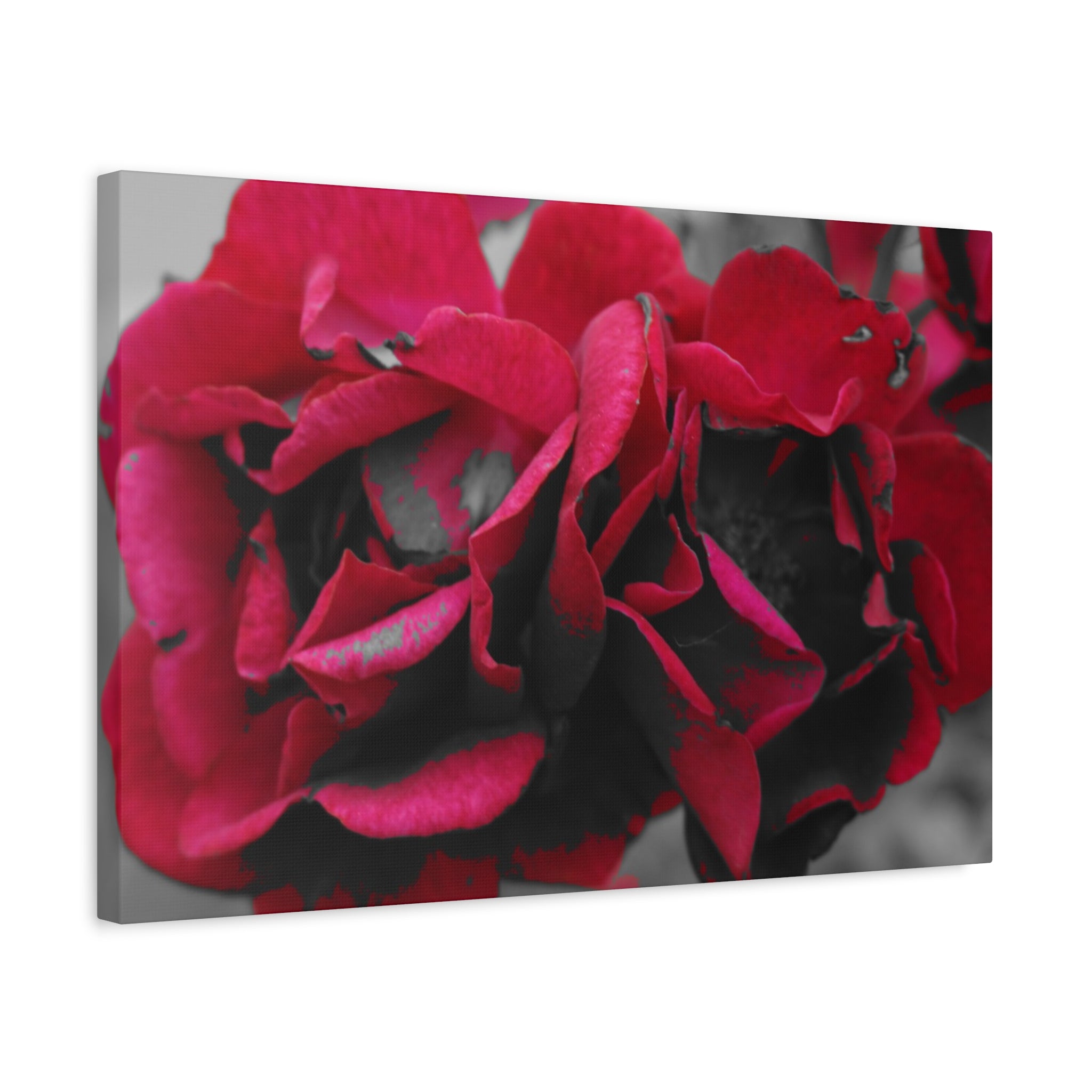 Red Rose Close-Up Matte Canvas Wall Art – Romantic Floral Stretched Canvas