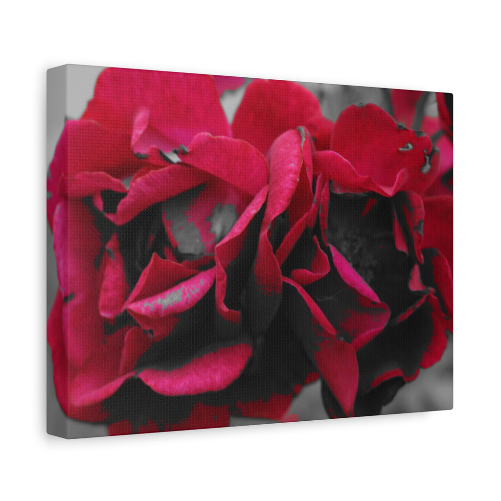 Red Rose Close-Up Matte Canvas Wall Art – Romantic Floral Stretched Canvas