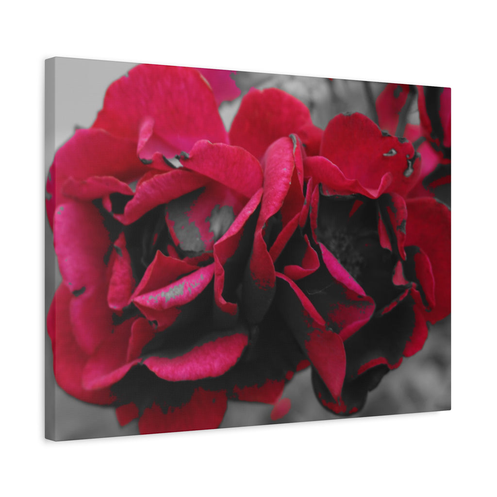 Red Rose Close-Up Matte Canvas Wall Art – Romantic Floral Stretched Canvas
