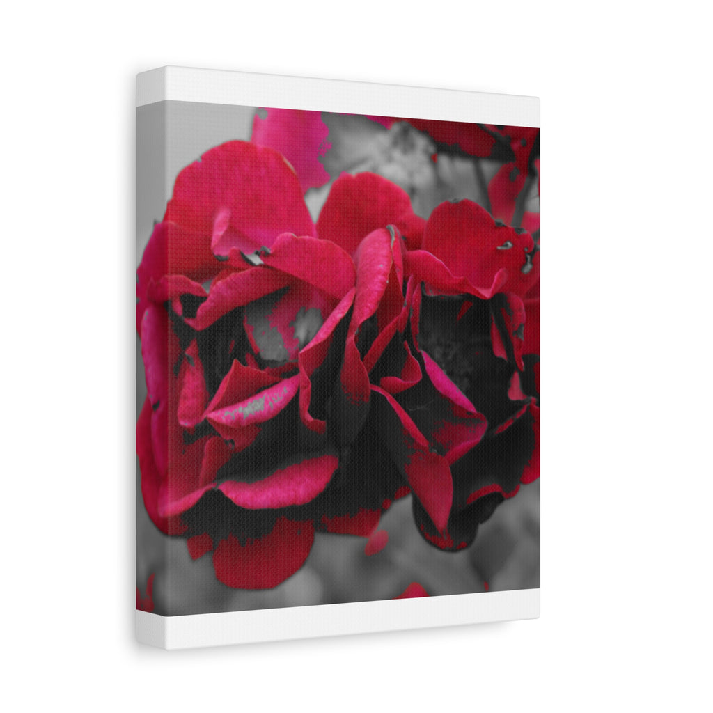 Red Rose Close-Up Matte Canvas Wall Art – Romantic Floral Stretched Canvas
