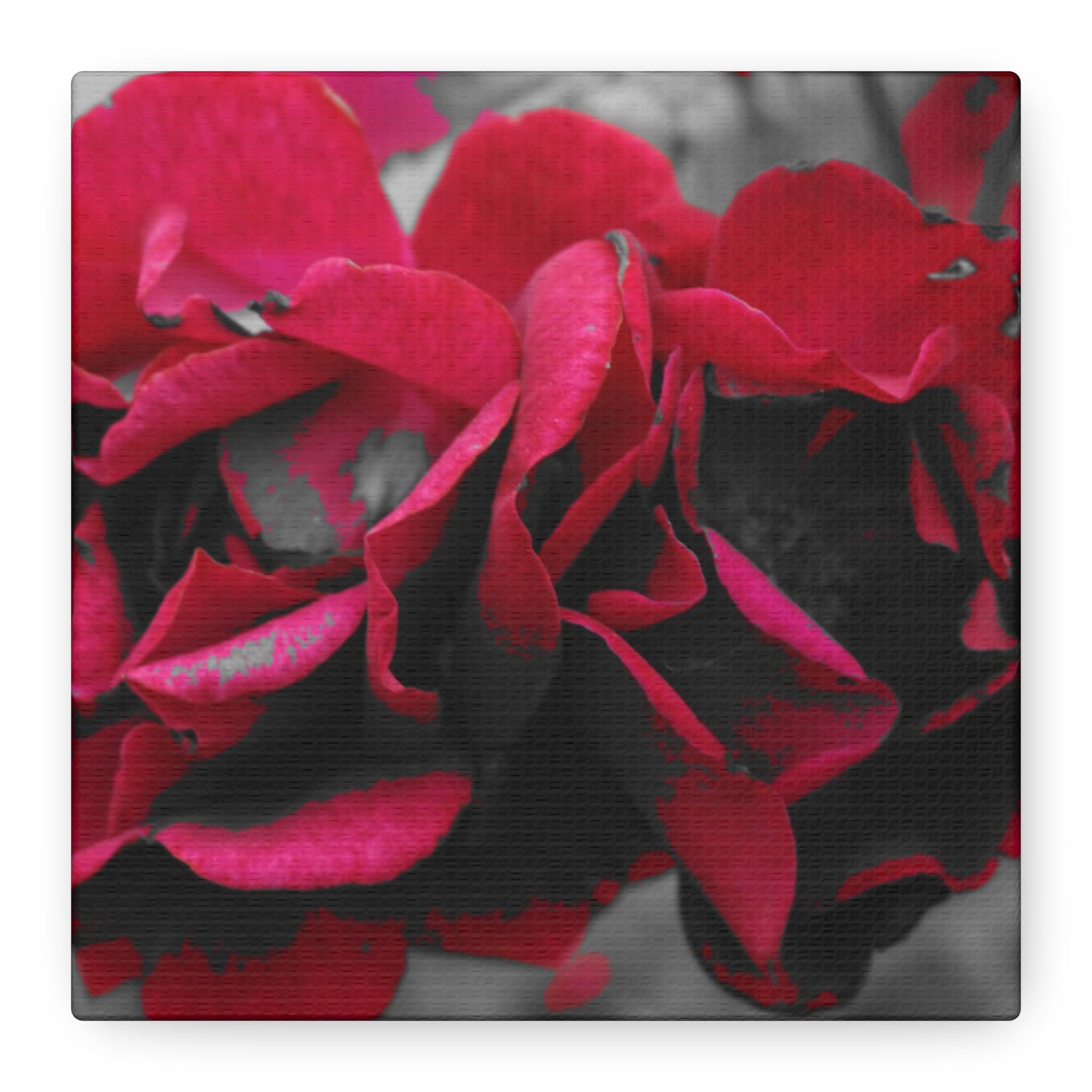 Red Rose Close-Up Matte Canvas Wall Art – Romantic Floral Stretched Canvas
