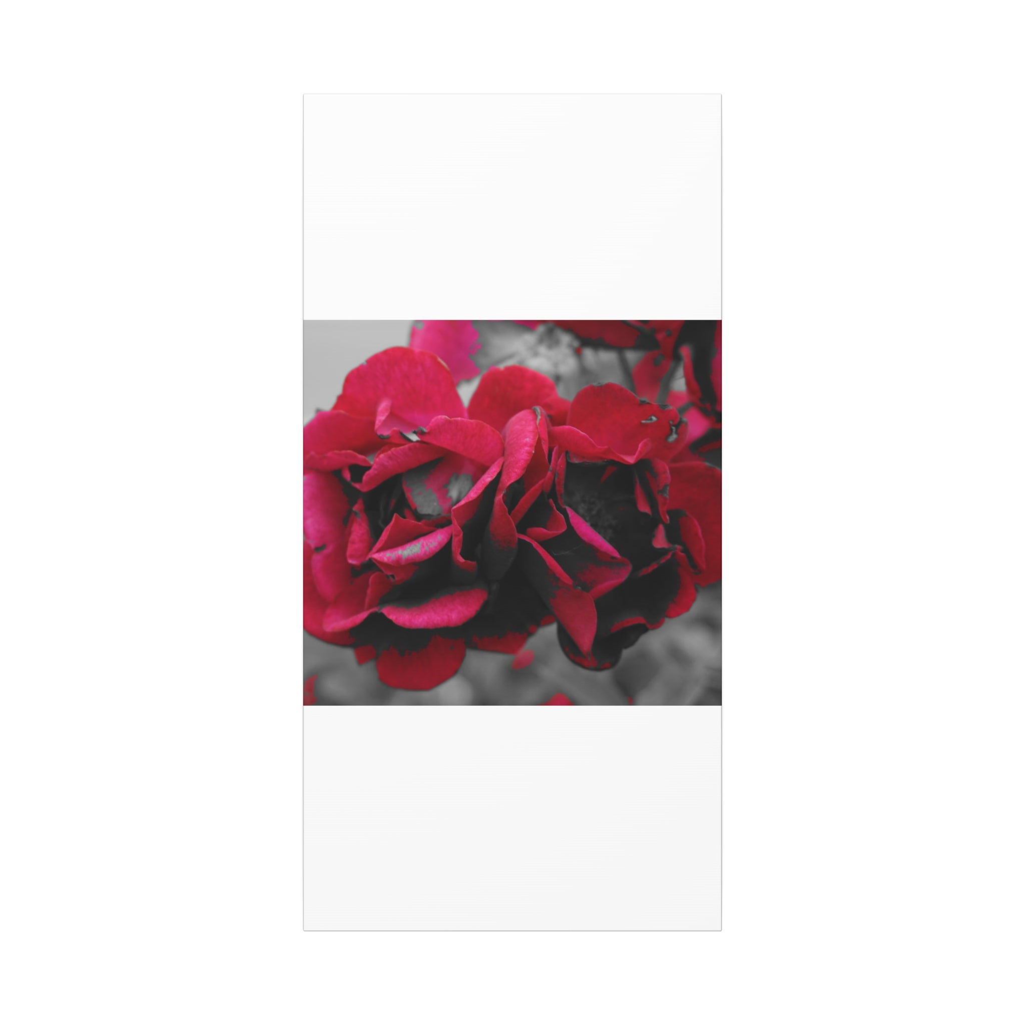 Red Rose Close-Up Matte Canvas Wall Art – Romantic Floral Stretched Canvas