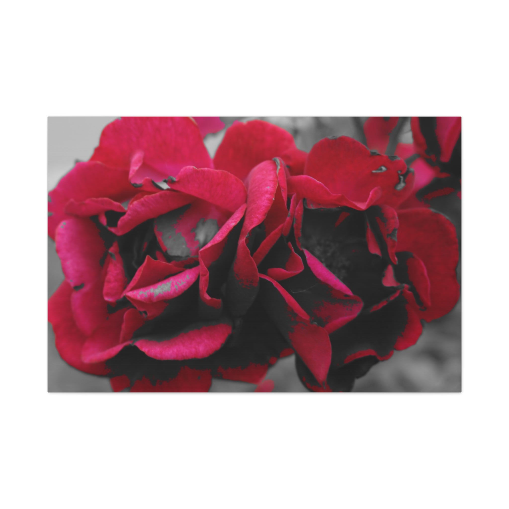 Red Rose Close-Up Matte Canvas Wall Art – Romantic Floral Stretched Canvas