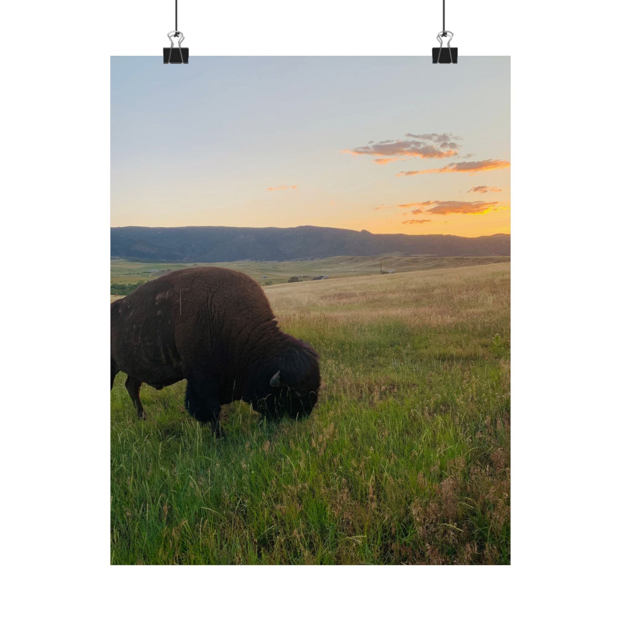 Bison at Sunset Matte Poster — Vertical Wildlife Wall Art