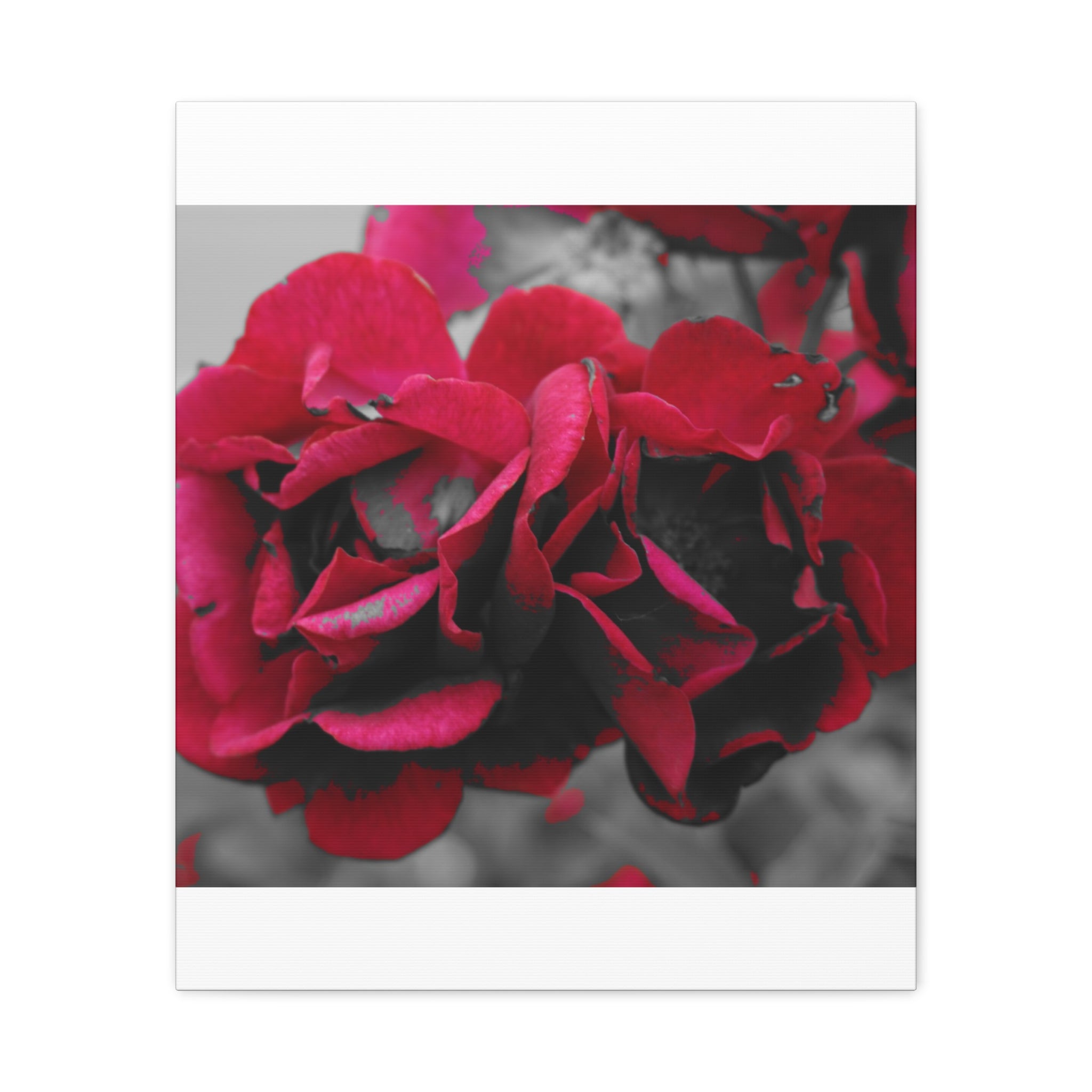 Red Rose Close-Up Matte Canvas Wall Art – Romantic Floral Stretched Canvas