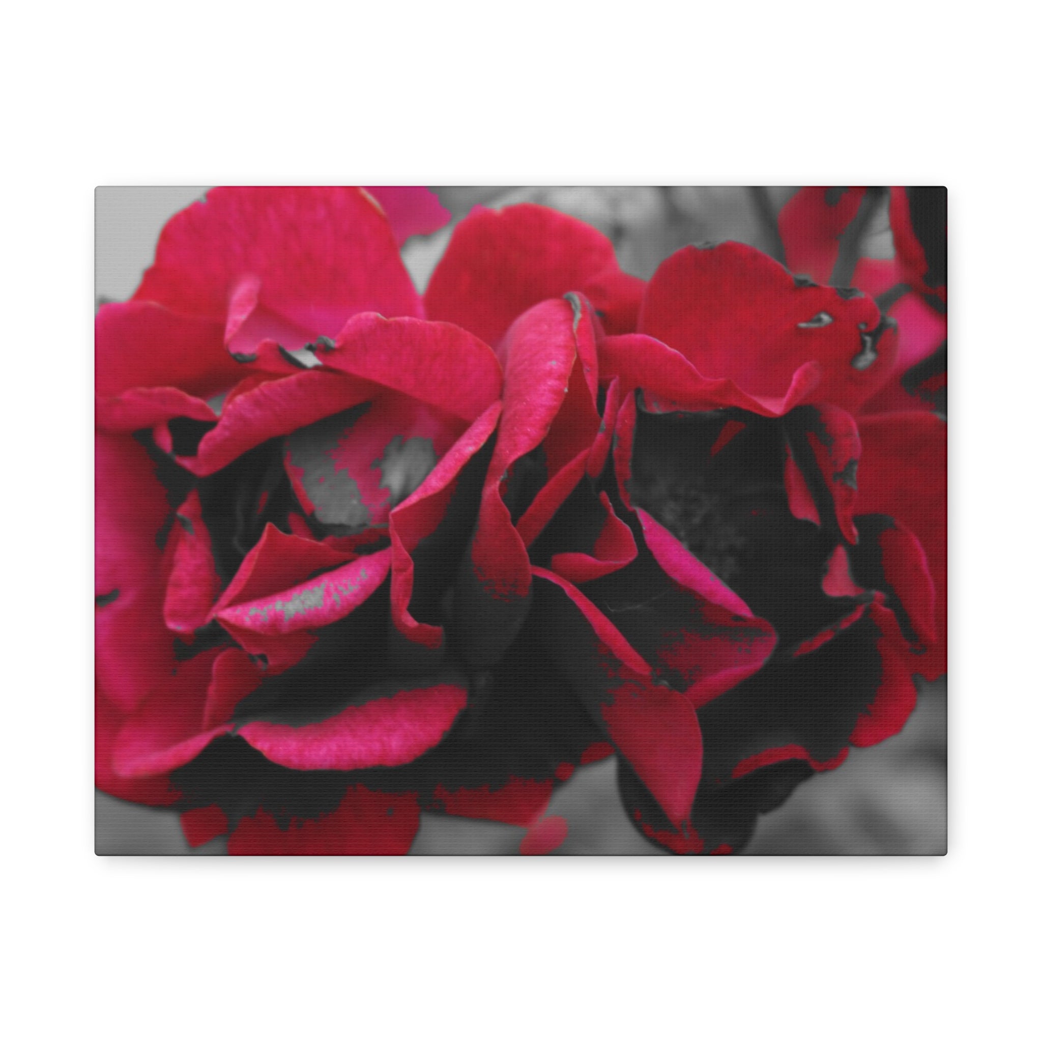 Red Rose Close-Up Matte Canvas Wall Art – Romantic Floral Stretched Canvas