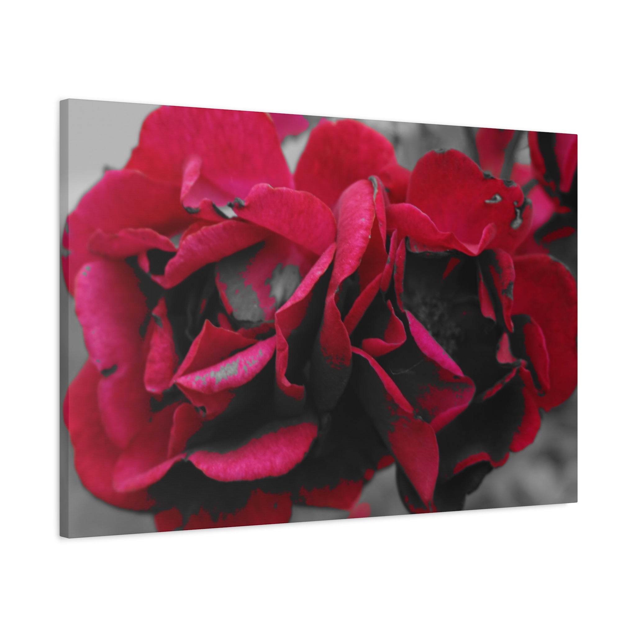 Red Rose Close-Up Matte Canvas Wall Art – Romantic Floral Stretched Canvas