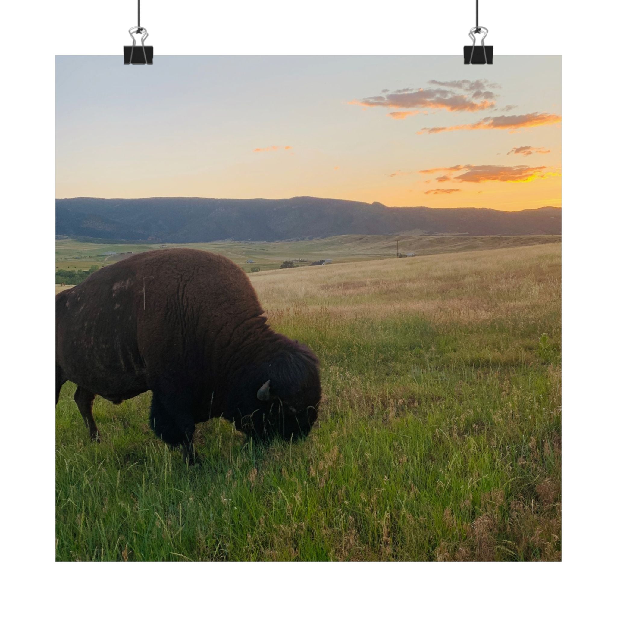 Bison at Sunset Matte Poster — Vertical Wildlife Wall Art