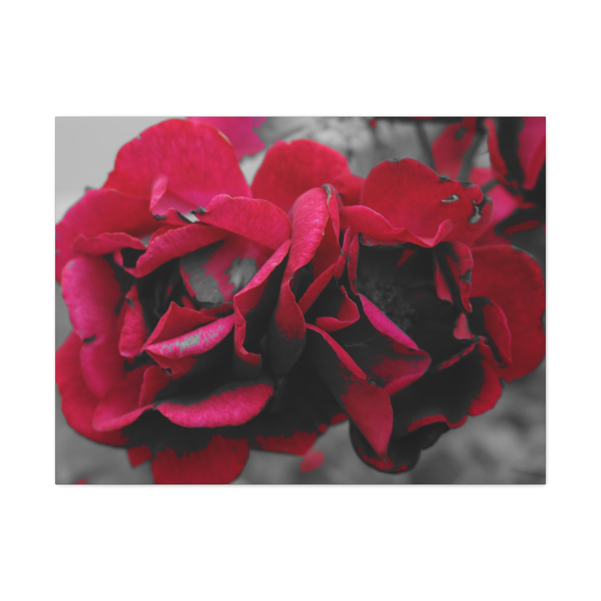 Red Rose Close-Up Matte Canvas Wall Art – Romantic Floral Stretched Canvas