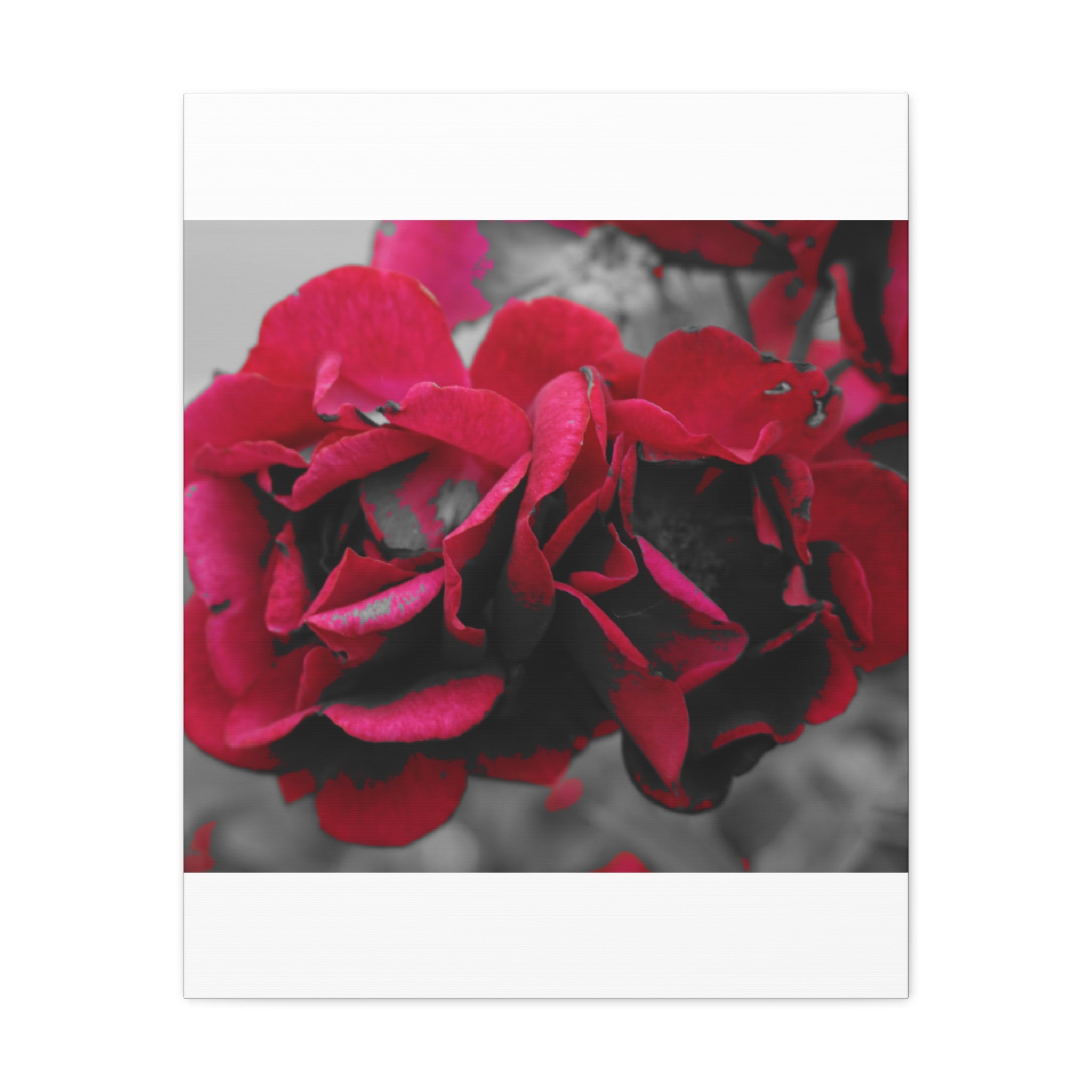 Red Rose Close-Up Matte Canvas Wall Art – Romantic Floral Stretched Canvas
