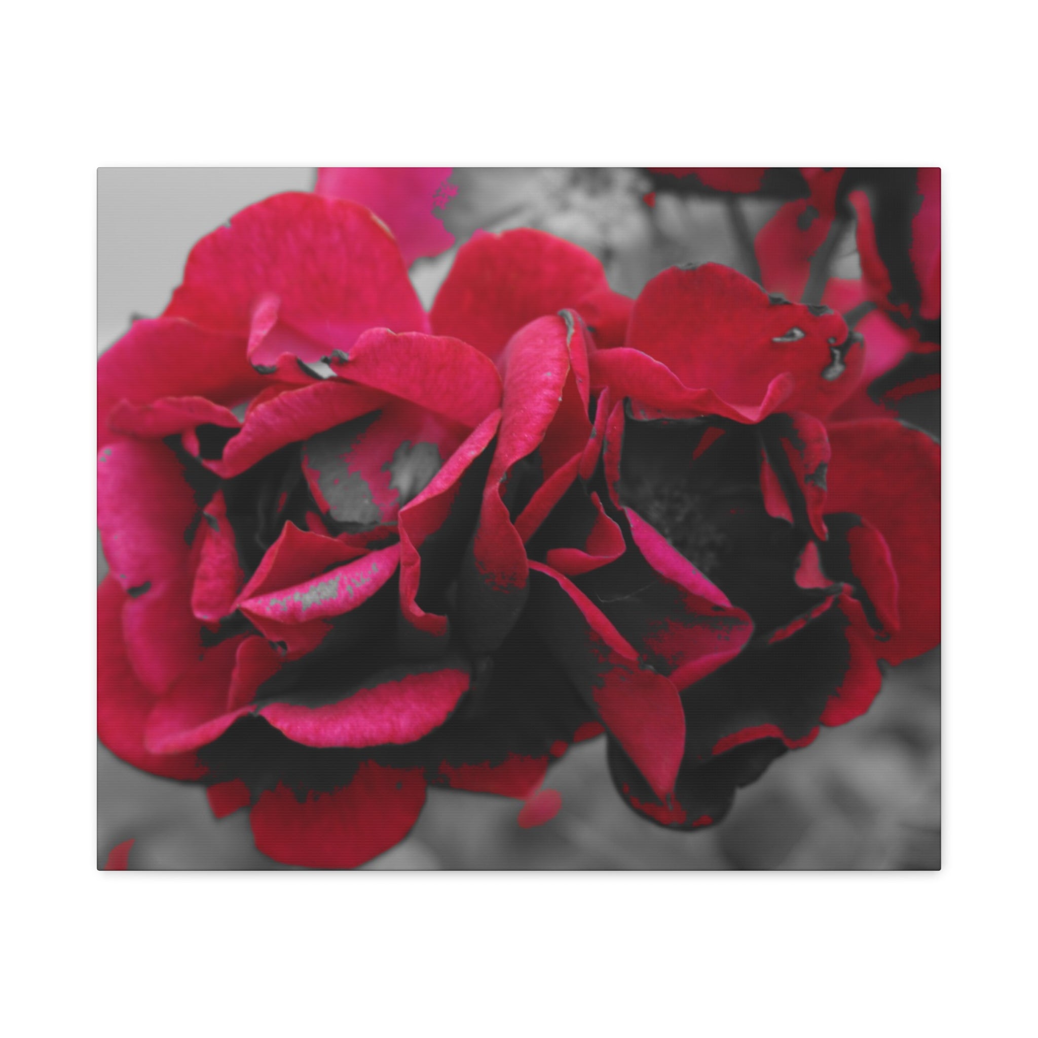 Red Rose Close-Up Matte Canvas Wall Art – Romantic Floral Stretched Canvas