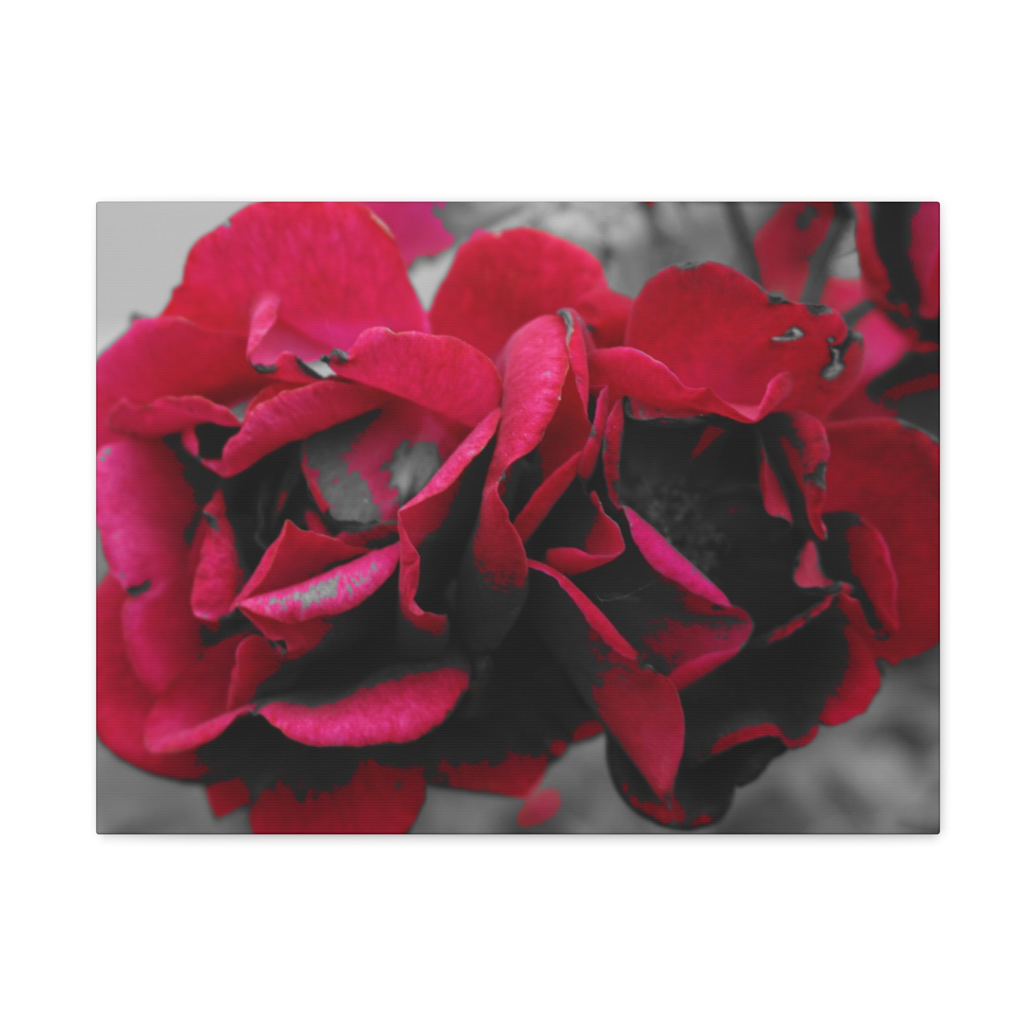 Red Rose Close-Up Matte Canvas Wall Art – Romantic Floral Stretched Canvas