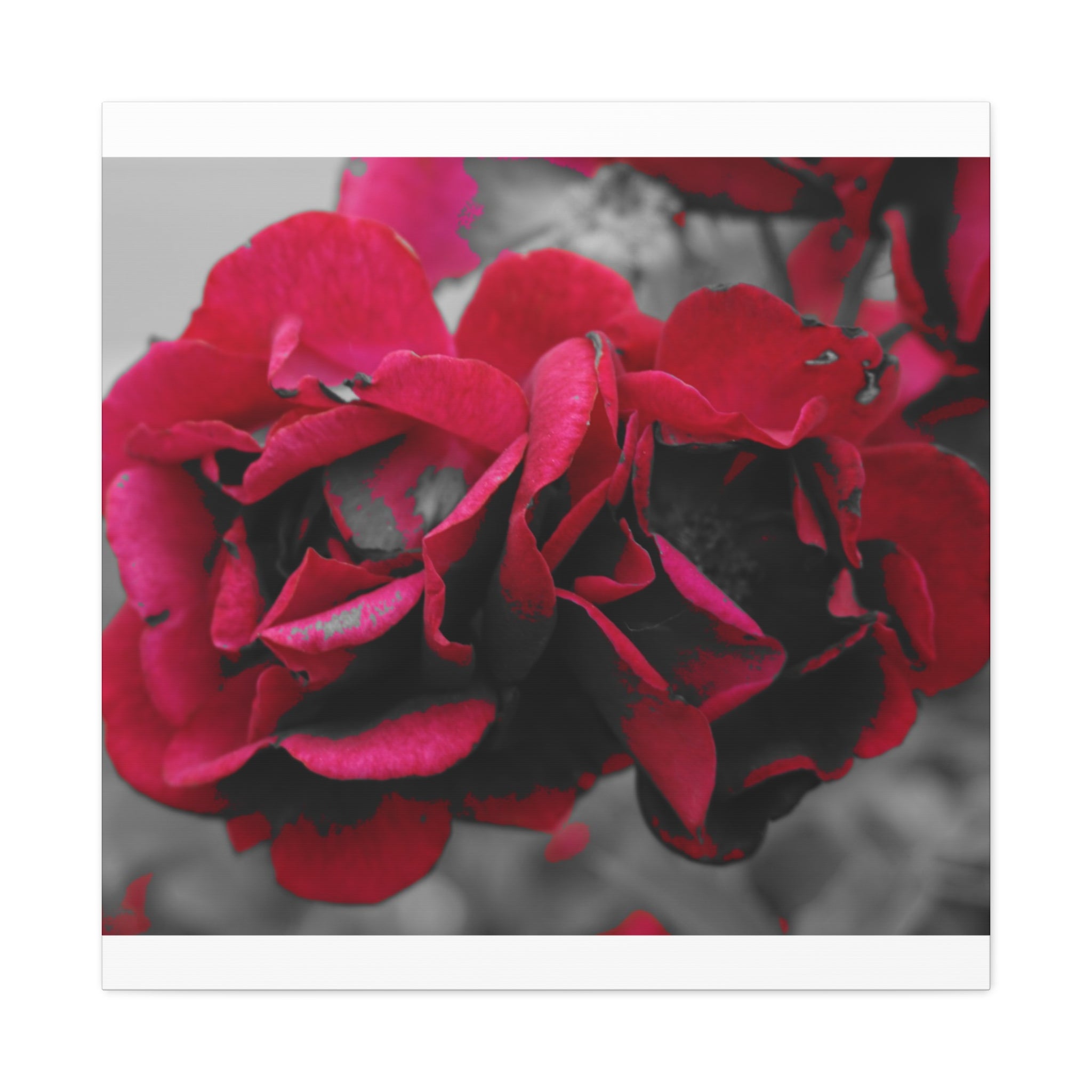 Red Rose Close-Up Matte Canvas Wall Art – Romantic Floral Stretched Canvas