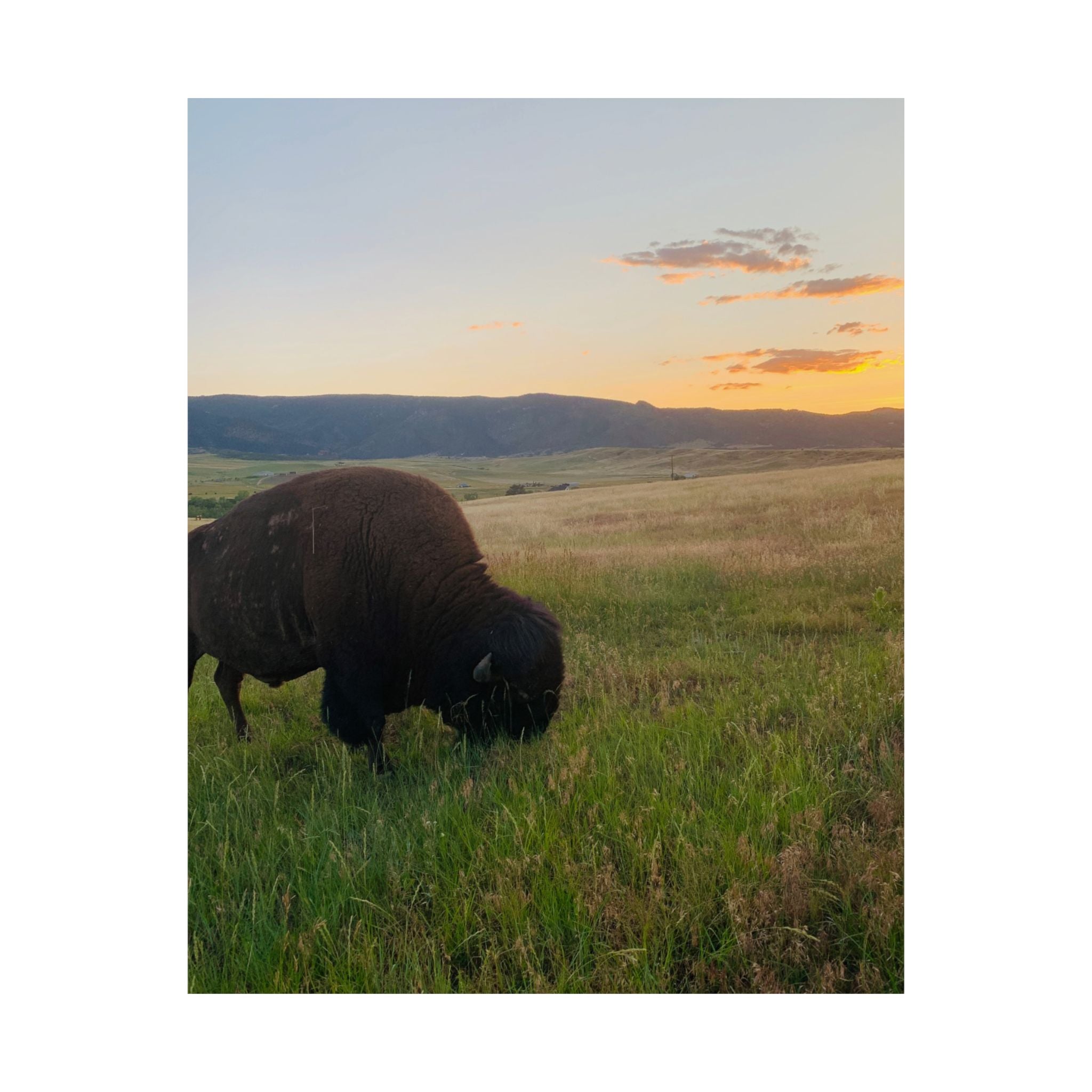 Bison at Sunset Matte Poster — Vertical Wildlife Wall Art