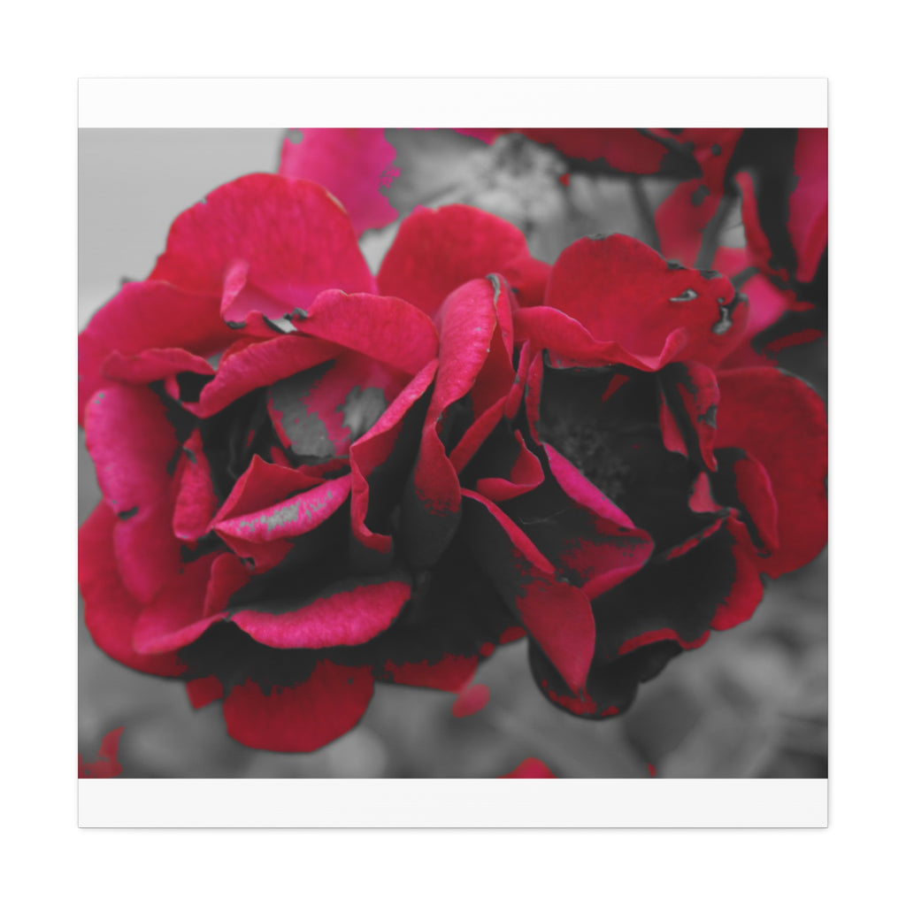 Red Rose Close-Up Matte Canvas Wall Art – Romantic Floral Stretched Canvas