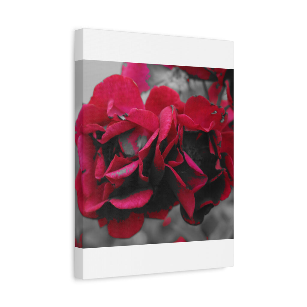 Red Rose Close-Up Matte Canvas Wall Art – Romantic Floral Stretched Canvas
