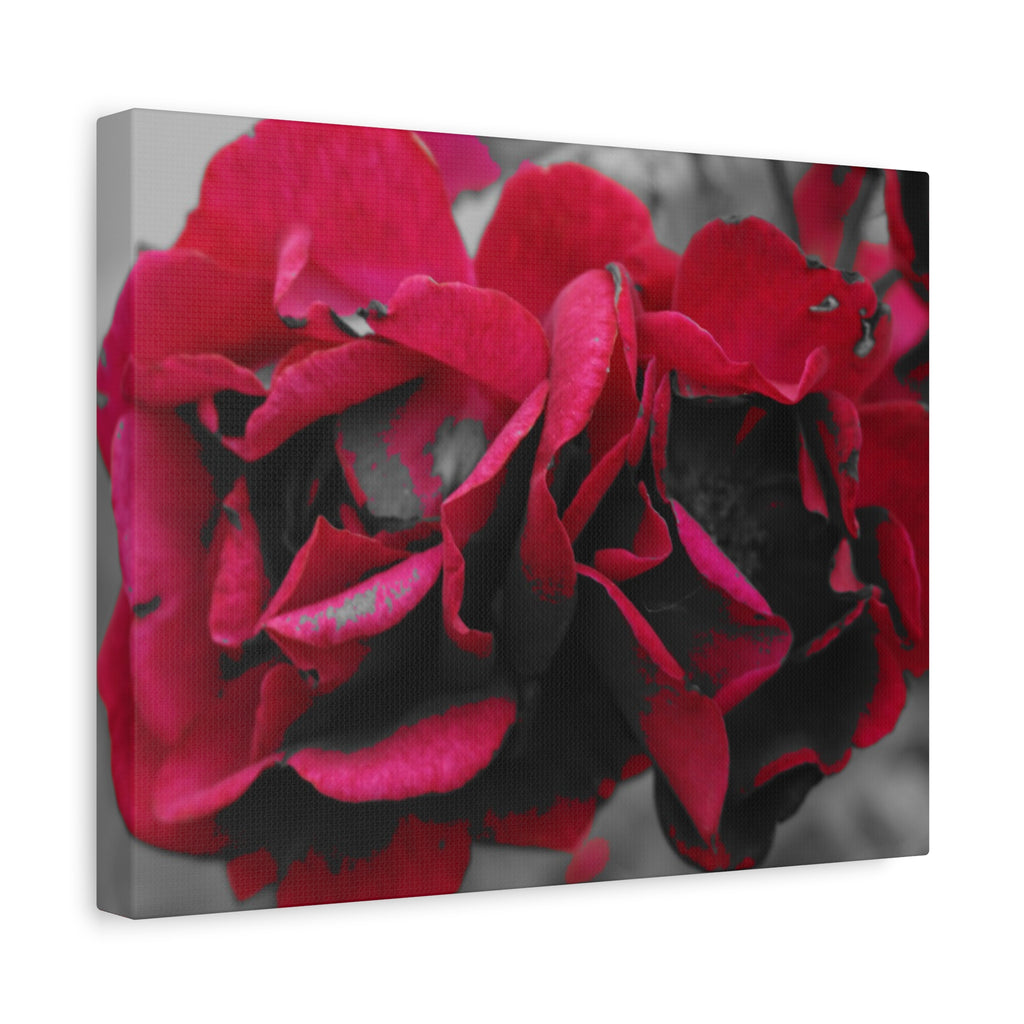 Red Rose Close-Up Matte Canvas Wall Art – Romantic Floral Stretched Canvas