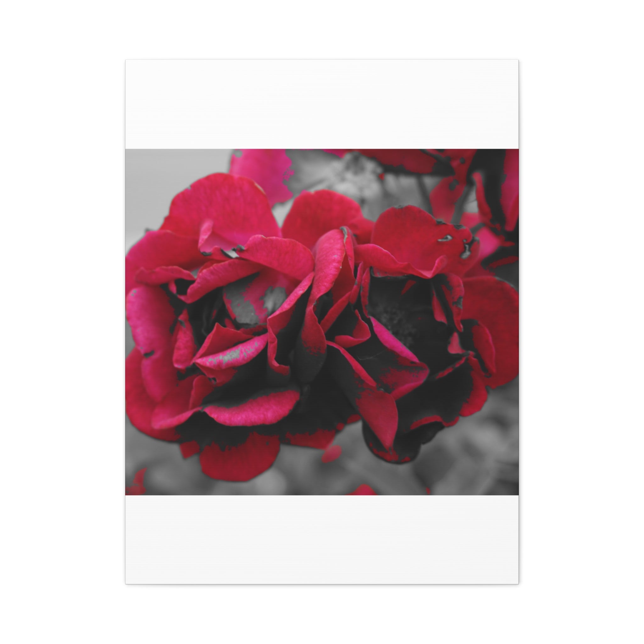 Red Rose Close-Up Matte Canvas Wall Art – Romantic Floral Stretched Canvas