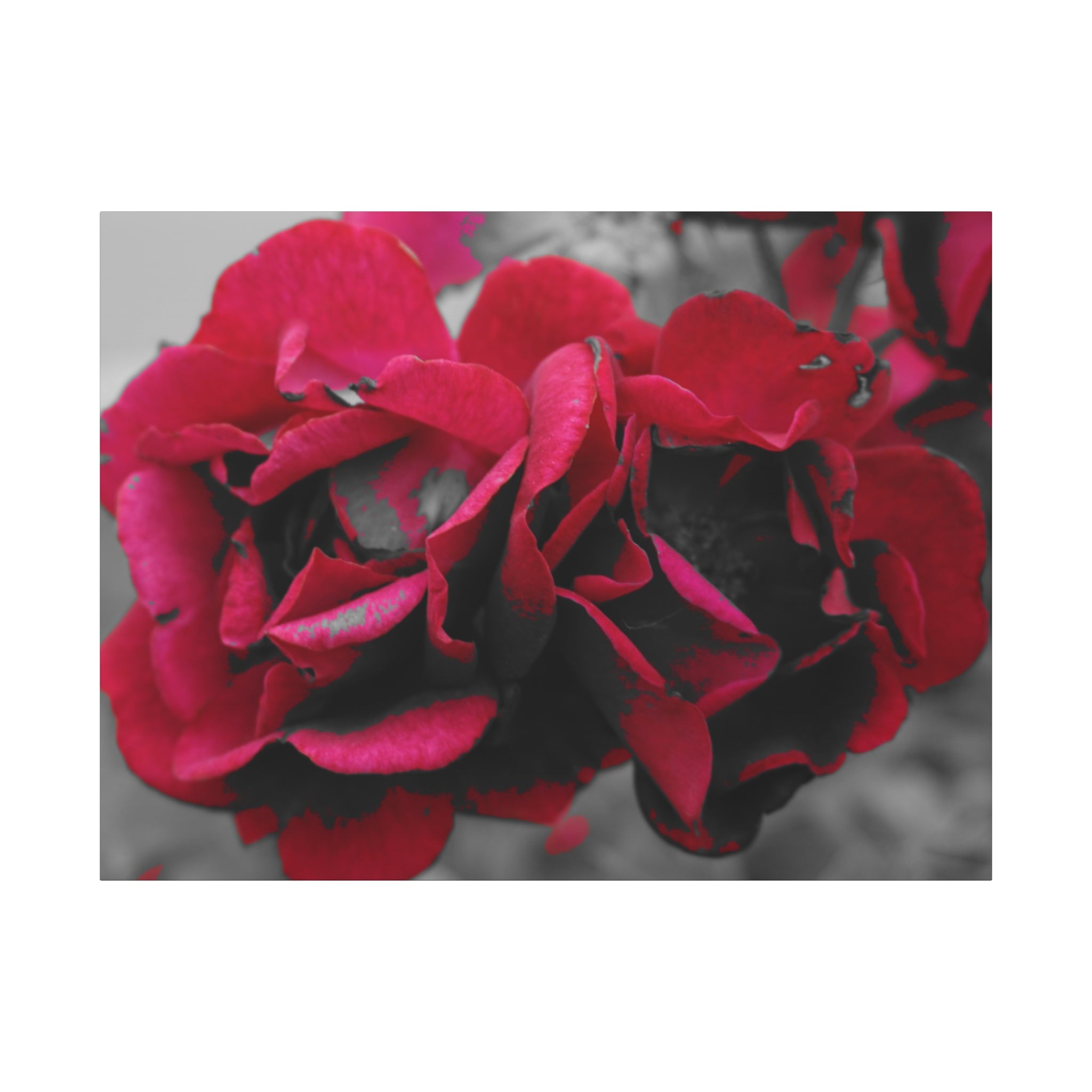 Red Rose Close-Up Matte Canvas Wall Art – Romantic Floral Stretched Canvas