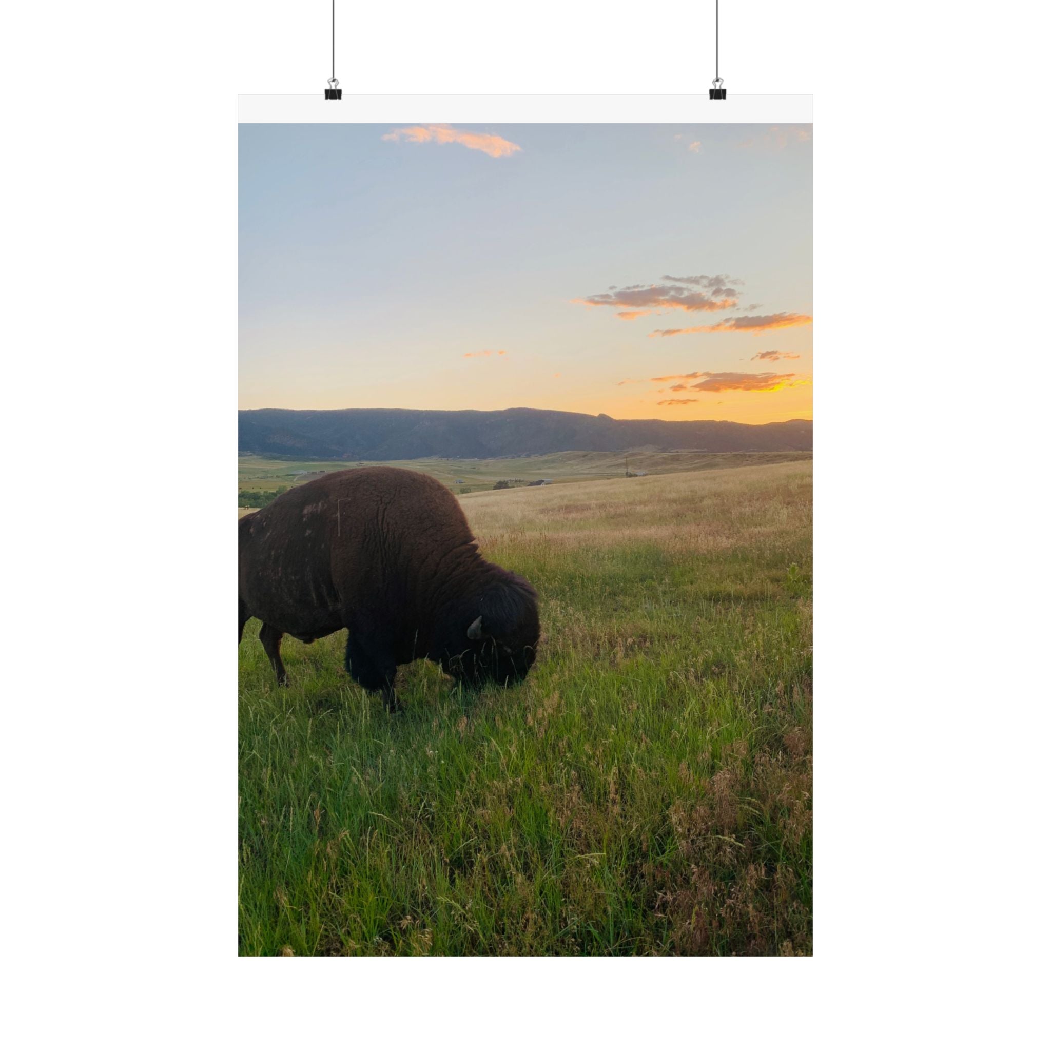 Bison at Sunset Matte Poster — Vertical Wildlife Wall Art