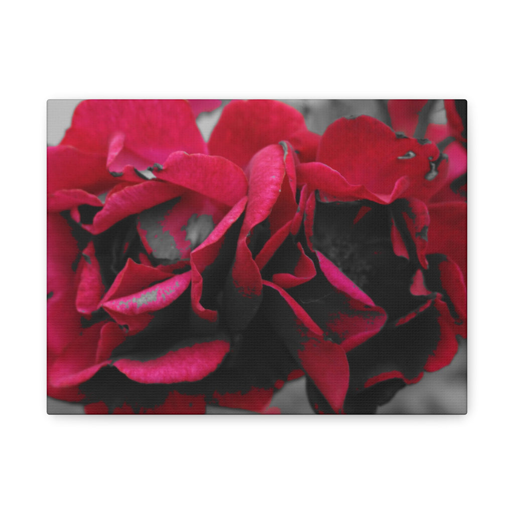 Red Rose Close-Up Matte Canvas Wall Art – Romantic Floral Stretched Canvas