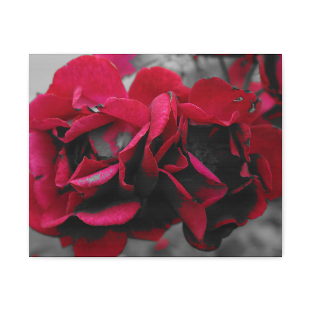 Red Rose Close-Up Matte Canvas Wall Art – Romantic Floral Stretched Canvas