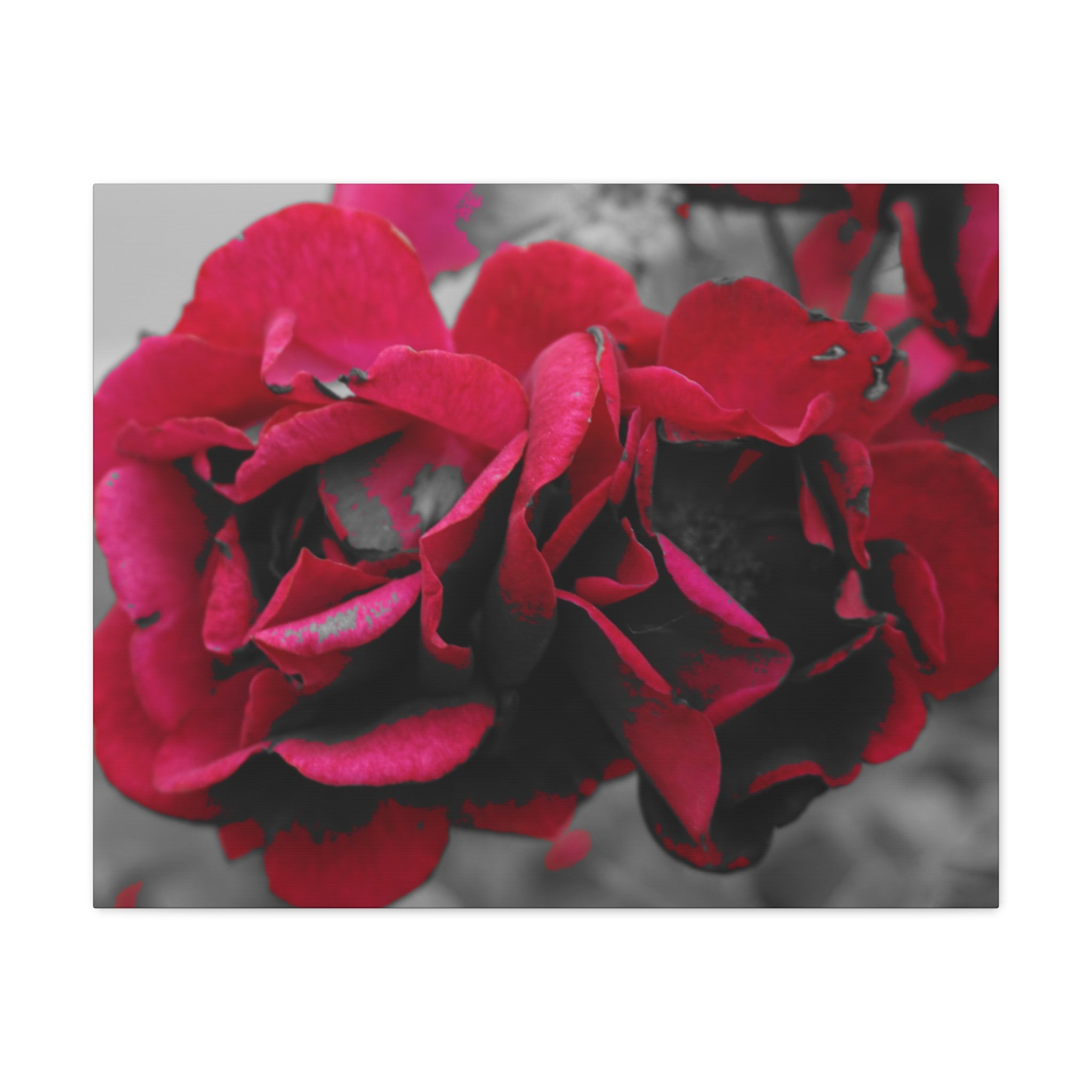 Red Rose Close-Up Matte Canvas Wall Art – Romantic Floral Stretched Canvas