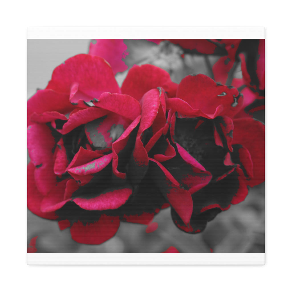 Red Rose Close-Up Matte Canvas Wall Art – Romantic Floral Stretched Canvas