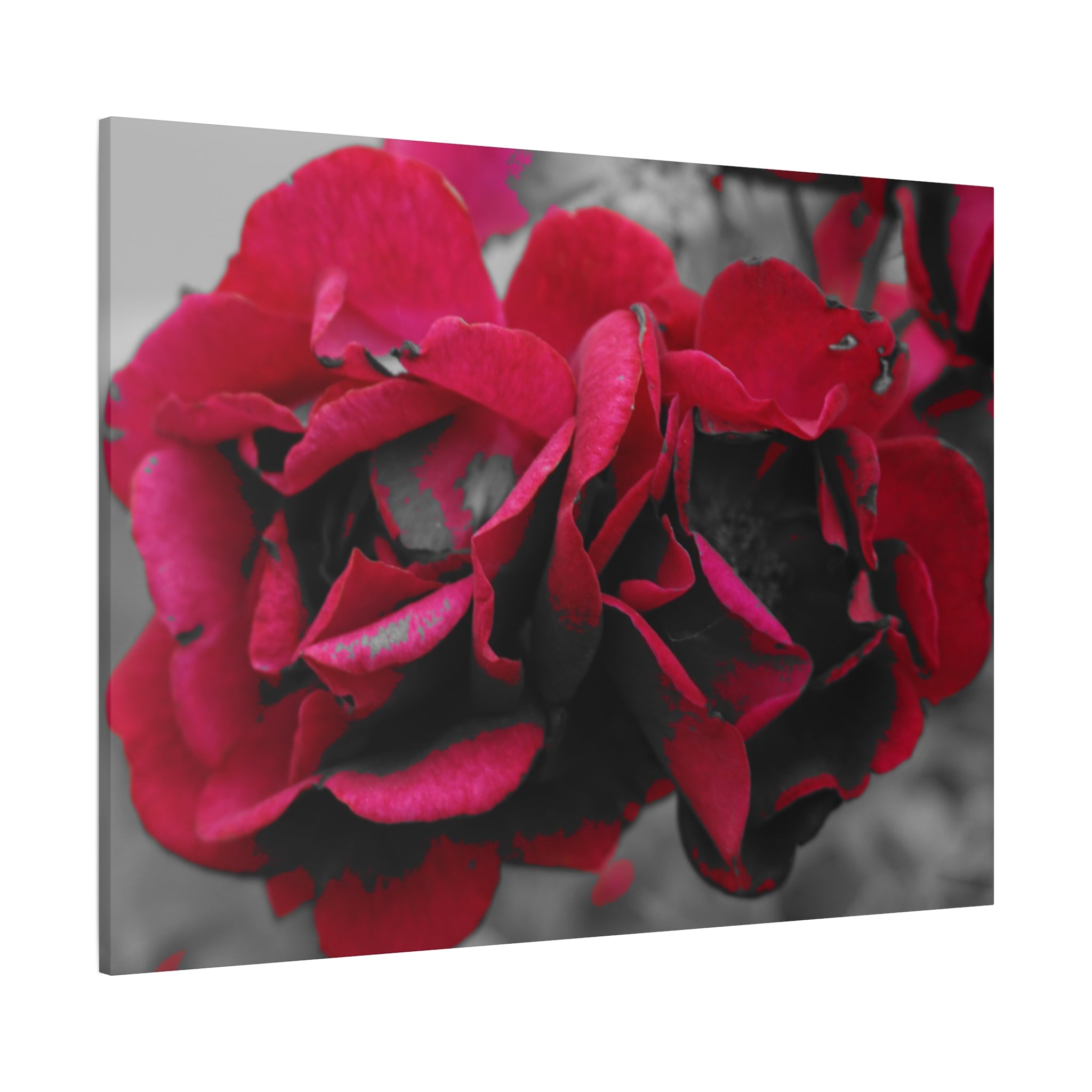 Red Rose Close-Up Matte Canvas Wall Art – Romantic Floral Stretched Canvas