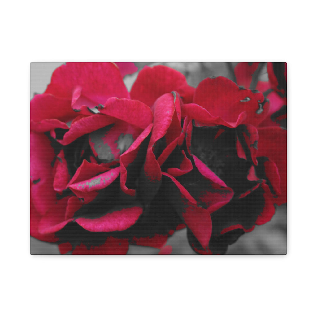 Red Rose Close-Up Matte Canvas Wall Art – Romantic Floral Stretched Canvas