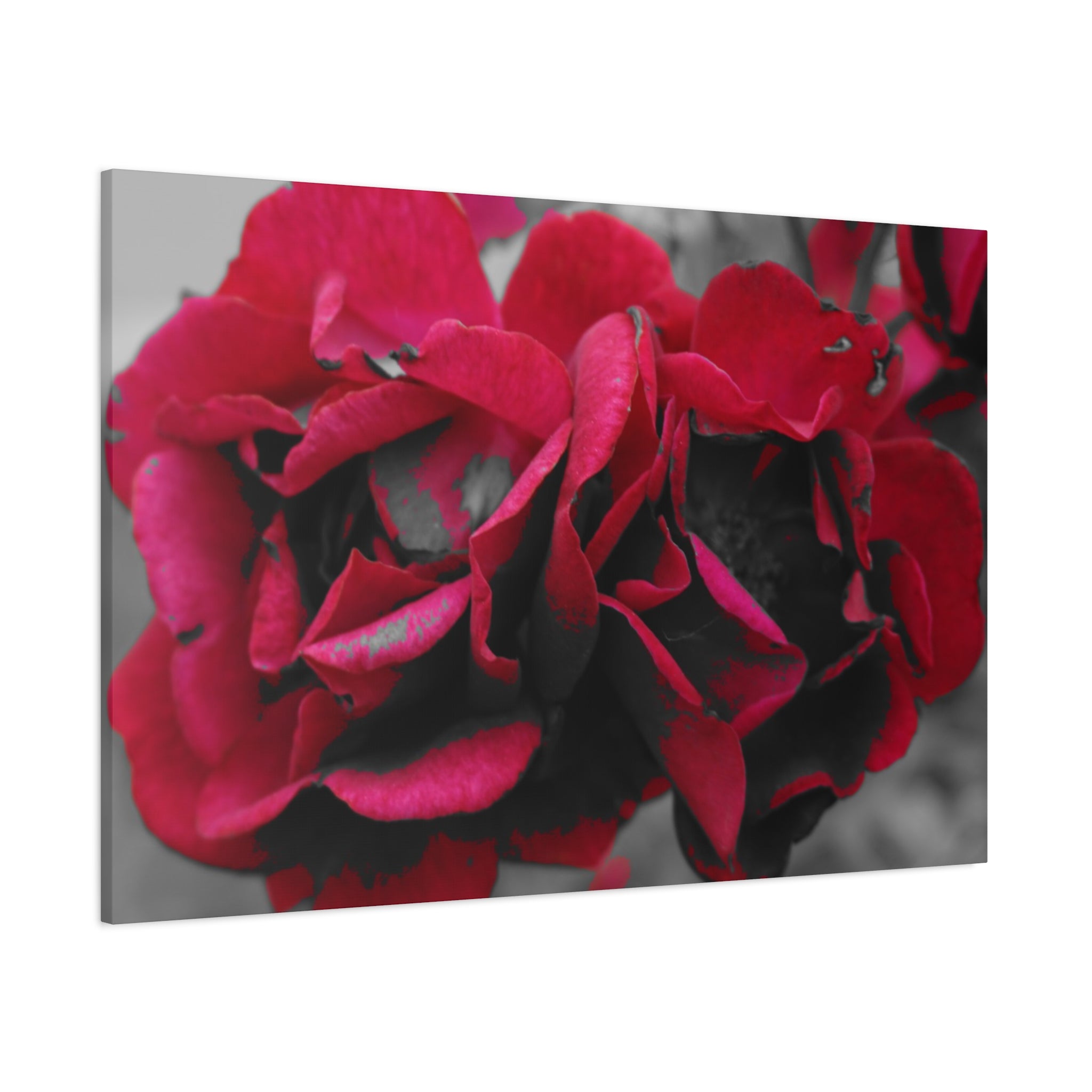 Red Rose Close-Up Matte Canvas Wall Art – Romantic Floral Stretched Canvas