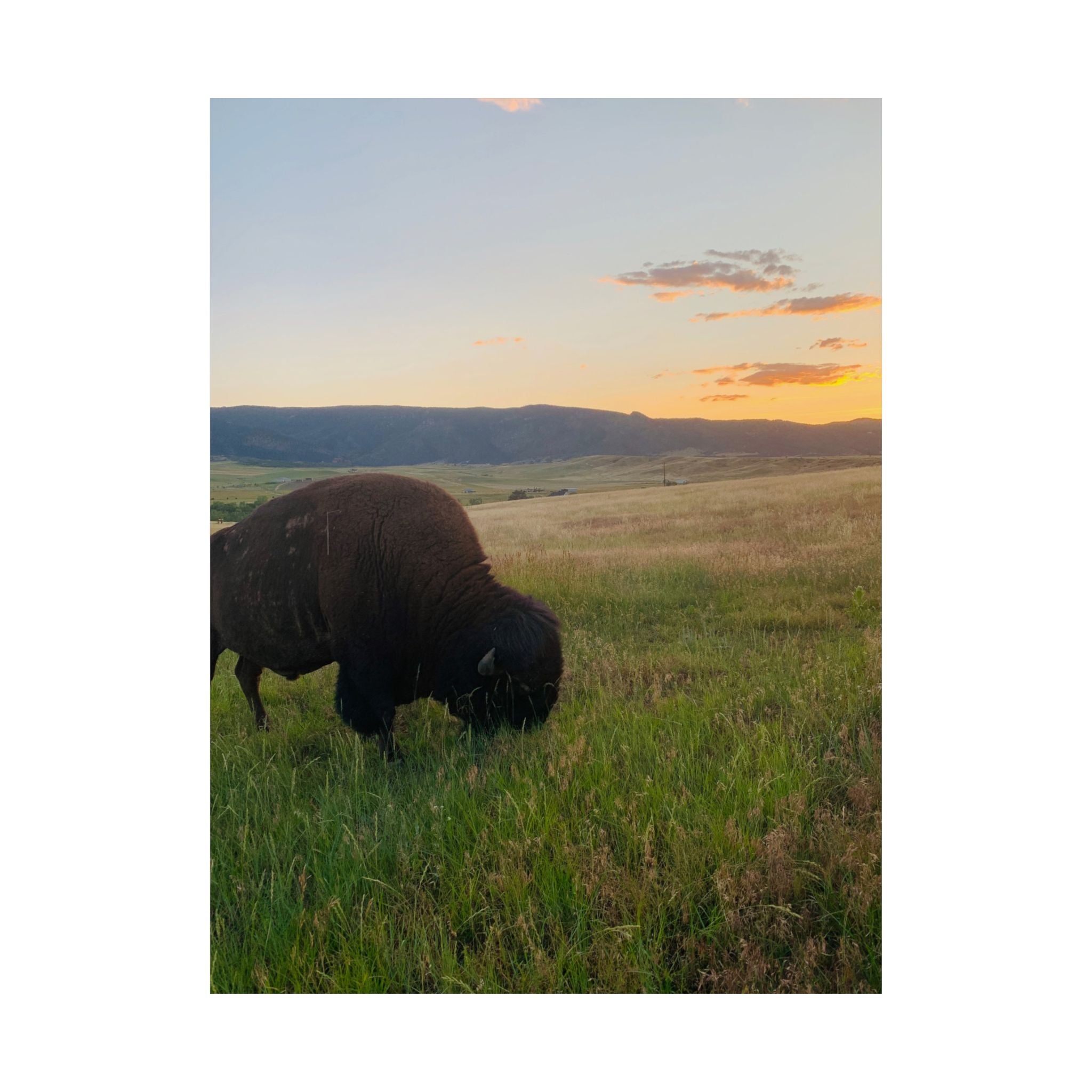 Bison at Sunset Matte Poster — Vertical Wildlife Wall Art