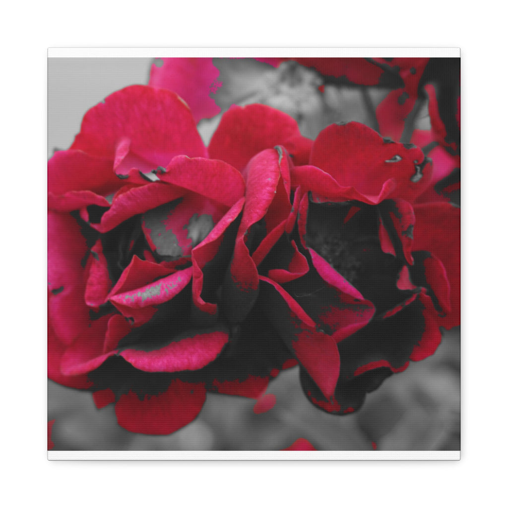 Red Rose Close-Up Matte Canvas Wall Art – Romantic Floral Stretched Canvas