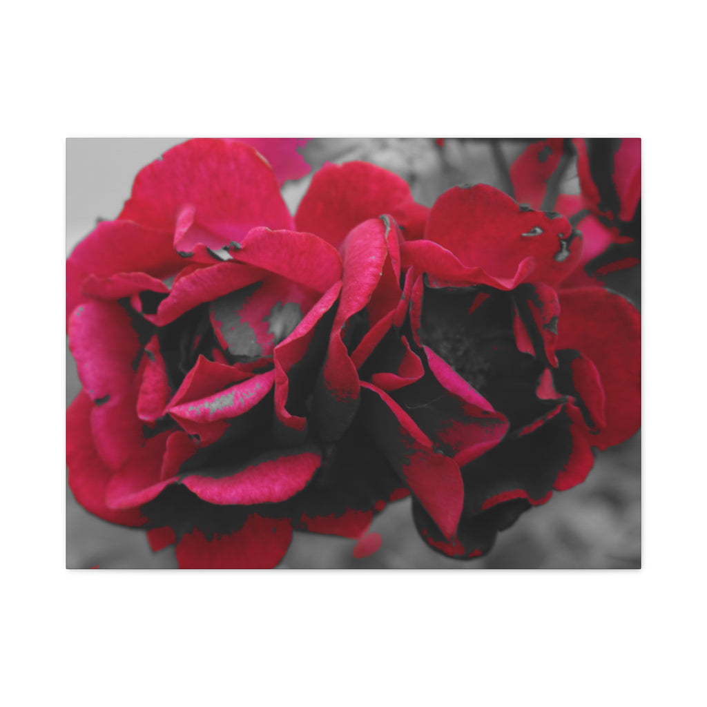 Red Rose Close-Up Matte Canvas Wall Art – Romantic Floral Stretched Canvas