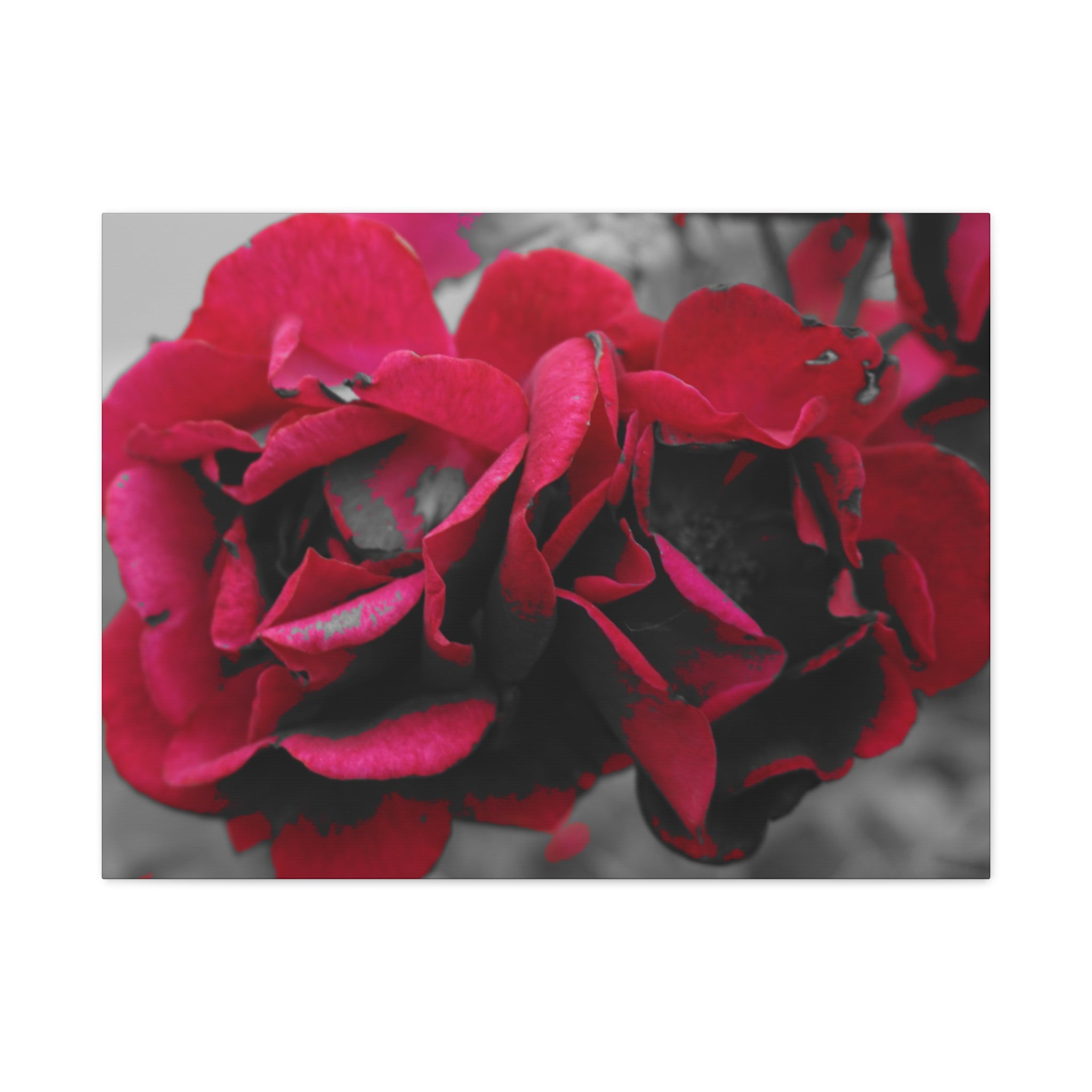 Red Rose Close-Up Matte Canvas Wall Art – Romantic Floral Stretched Canvas