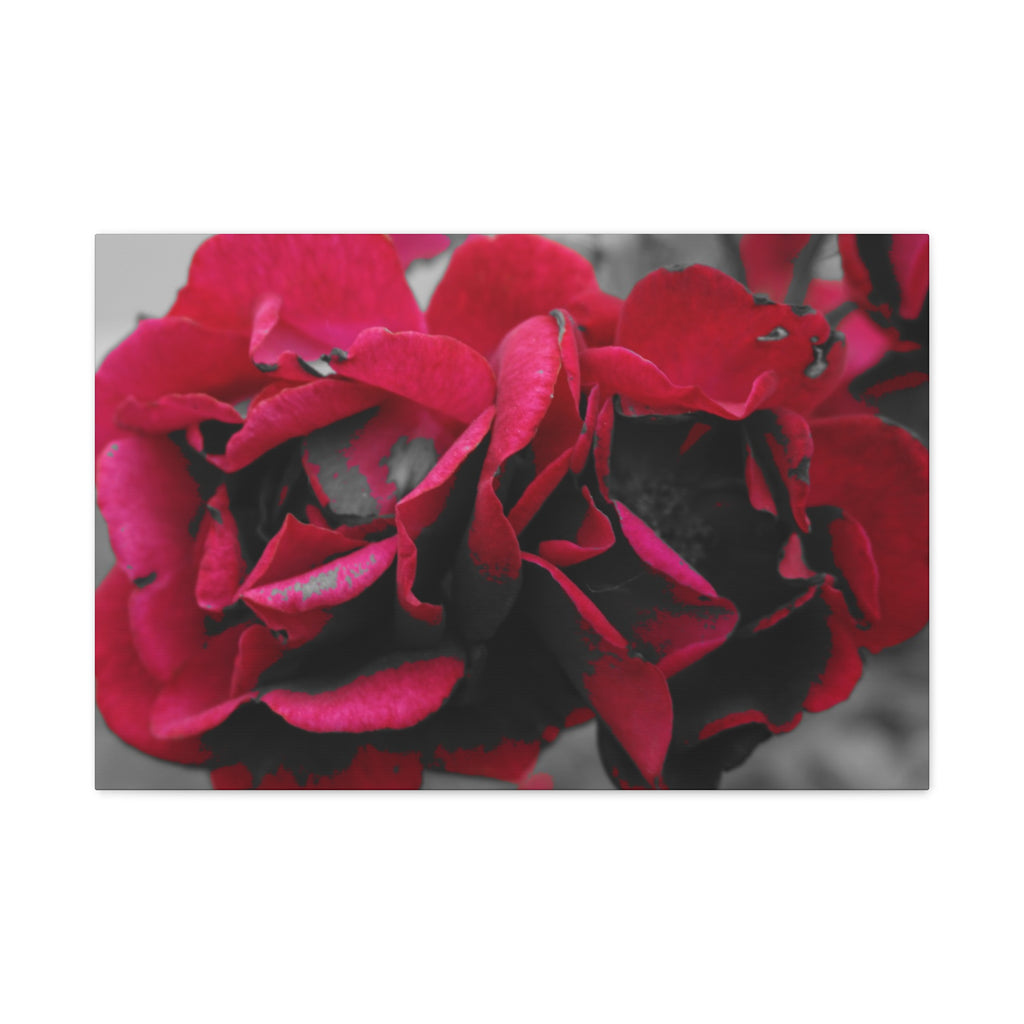 Red Rose Close-Up Matte Canvas Wall Art – Romantic Floral Stretched Canvas